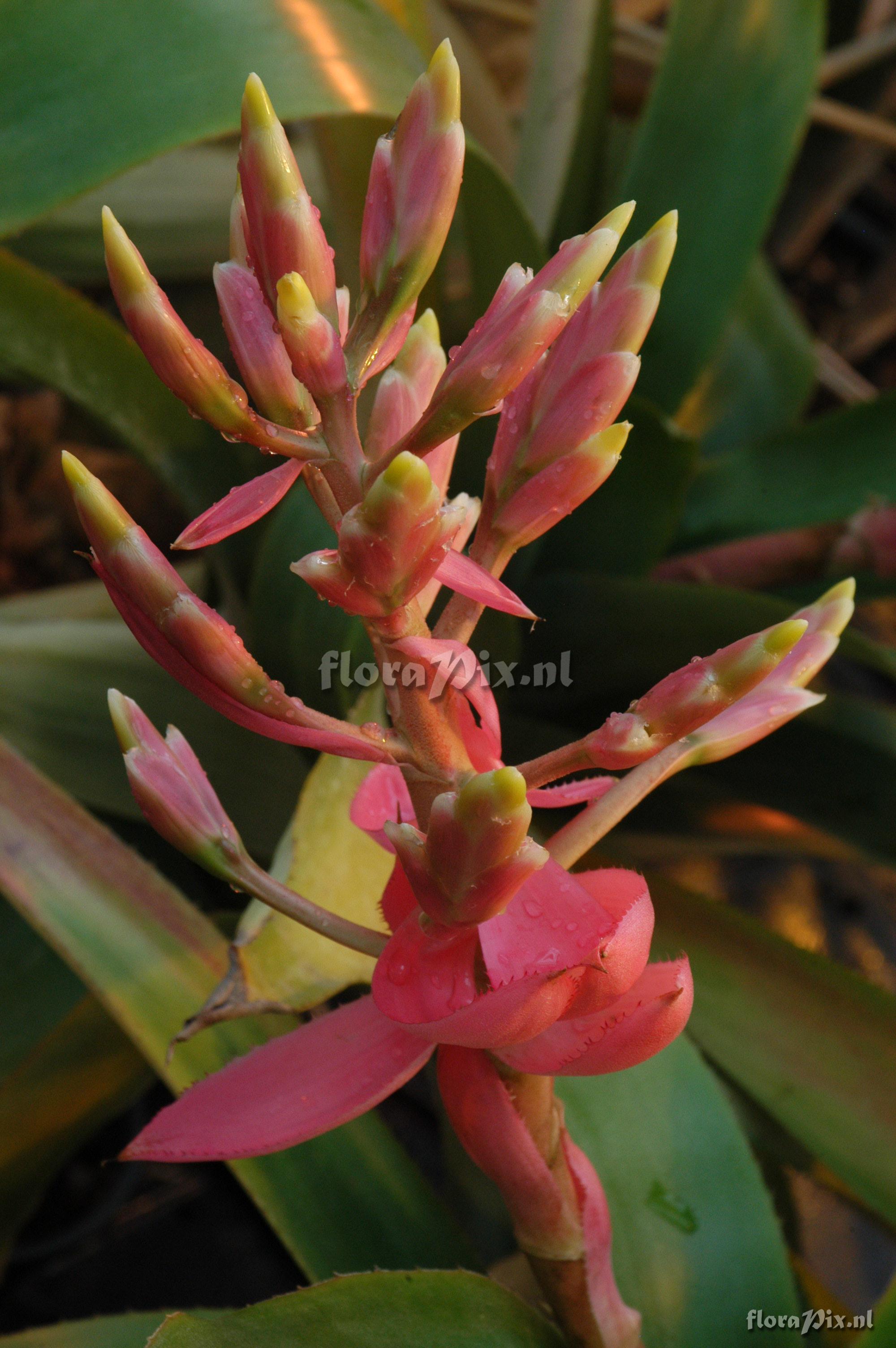 Aechmea cucullata