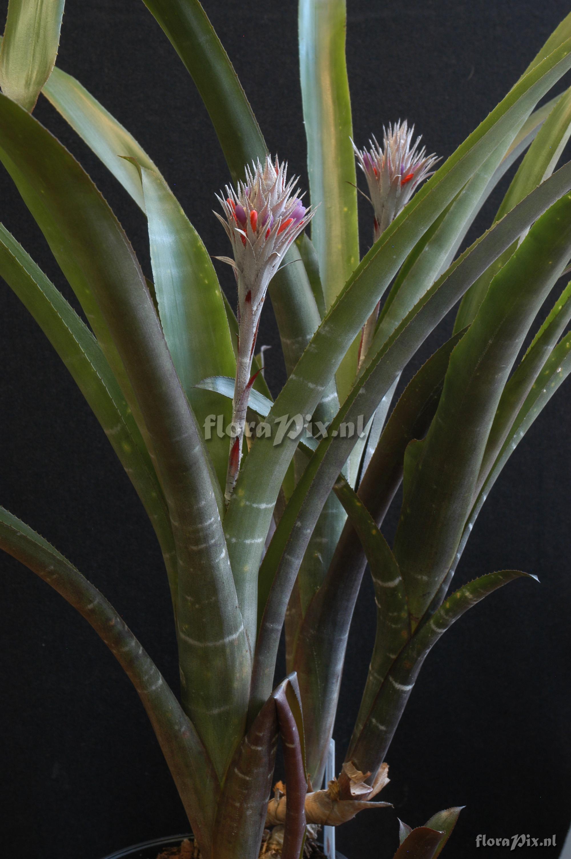 Tillandsia diaguitensis 2001GR01054