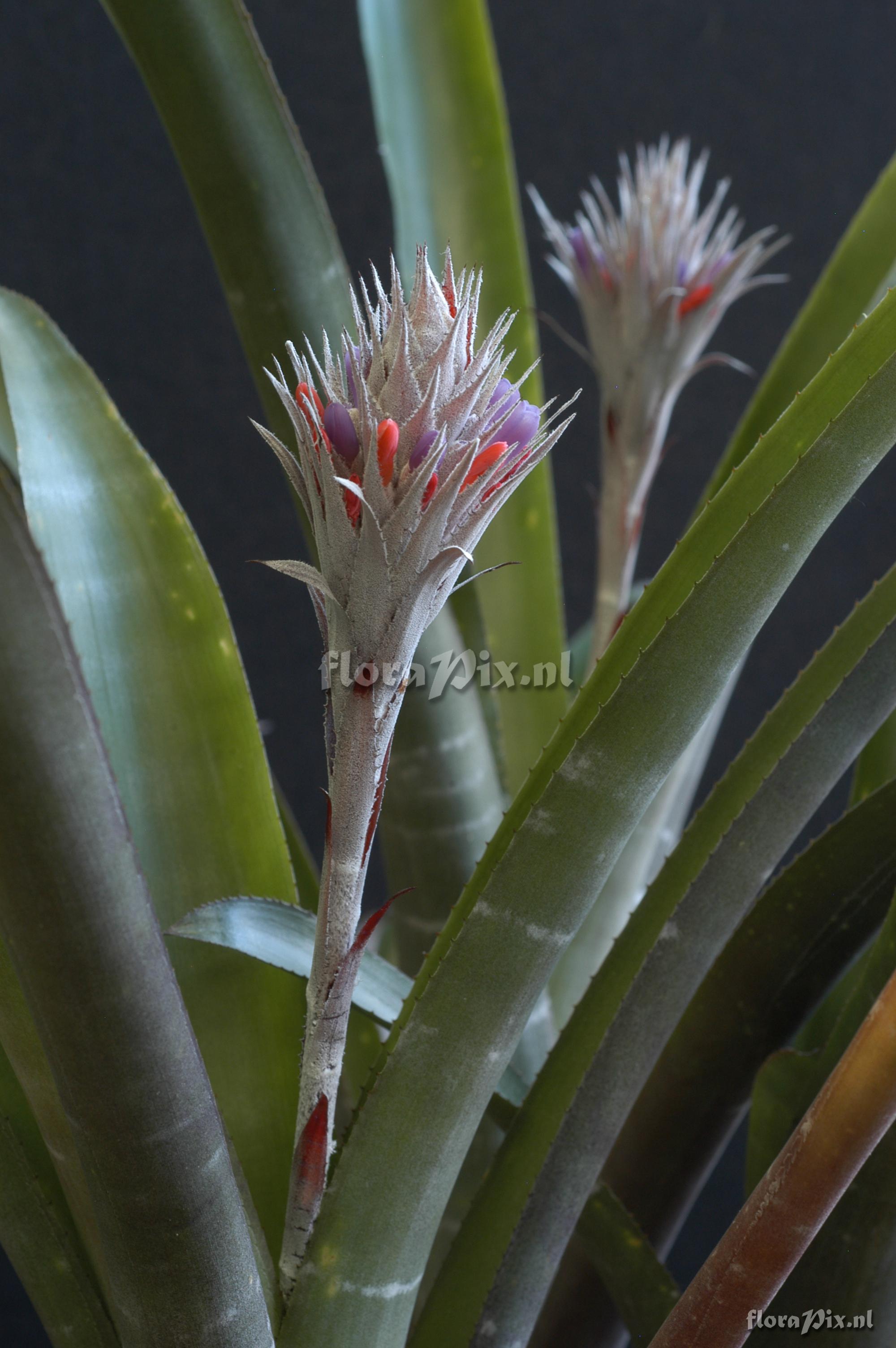 Aechmea dealbata