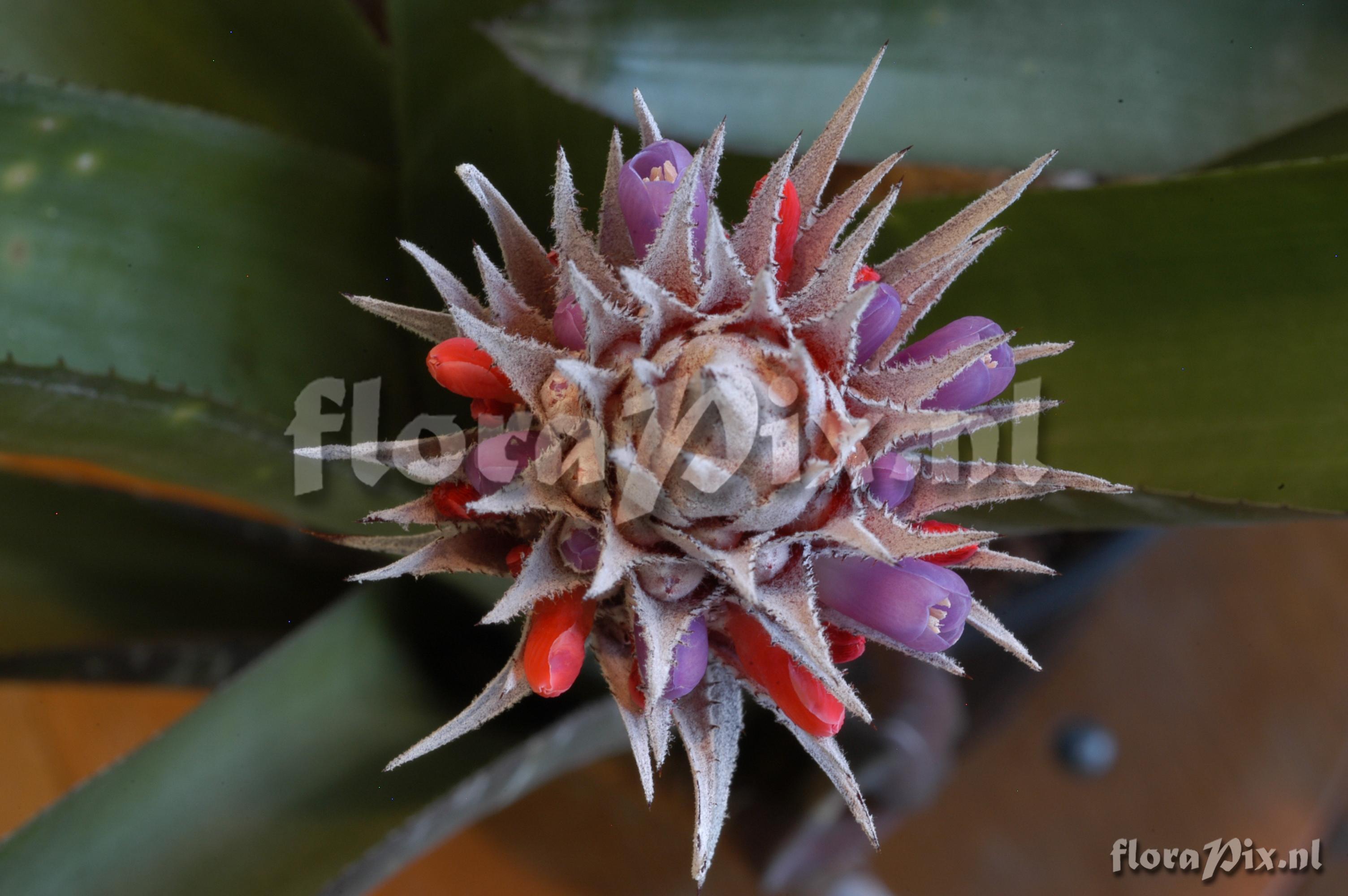 Aechmea dealbata