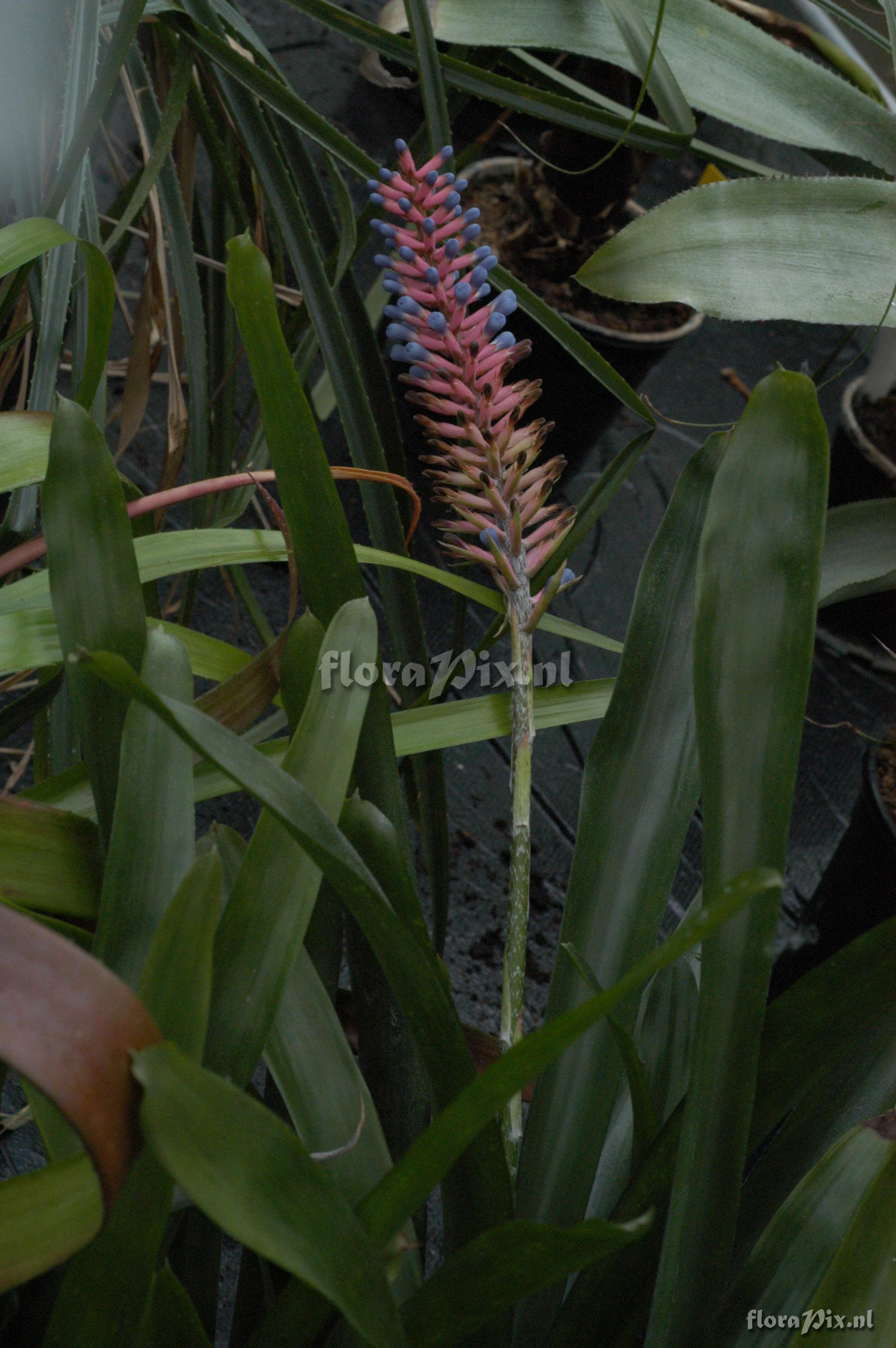 Aechmea gamosepala