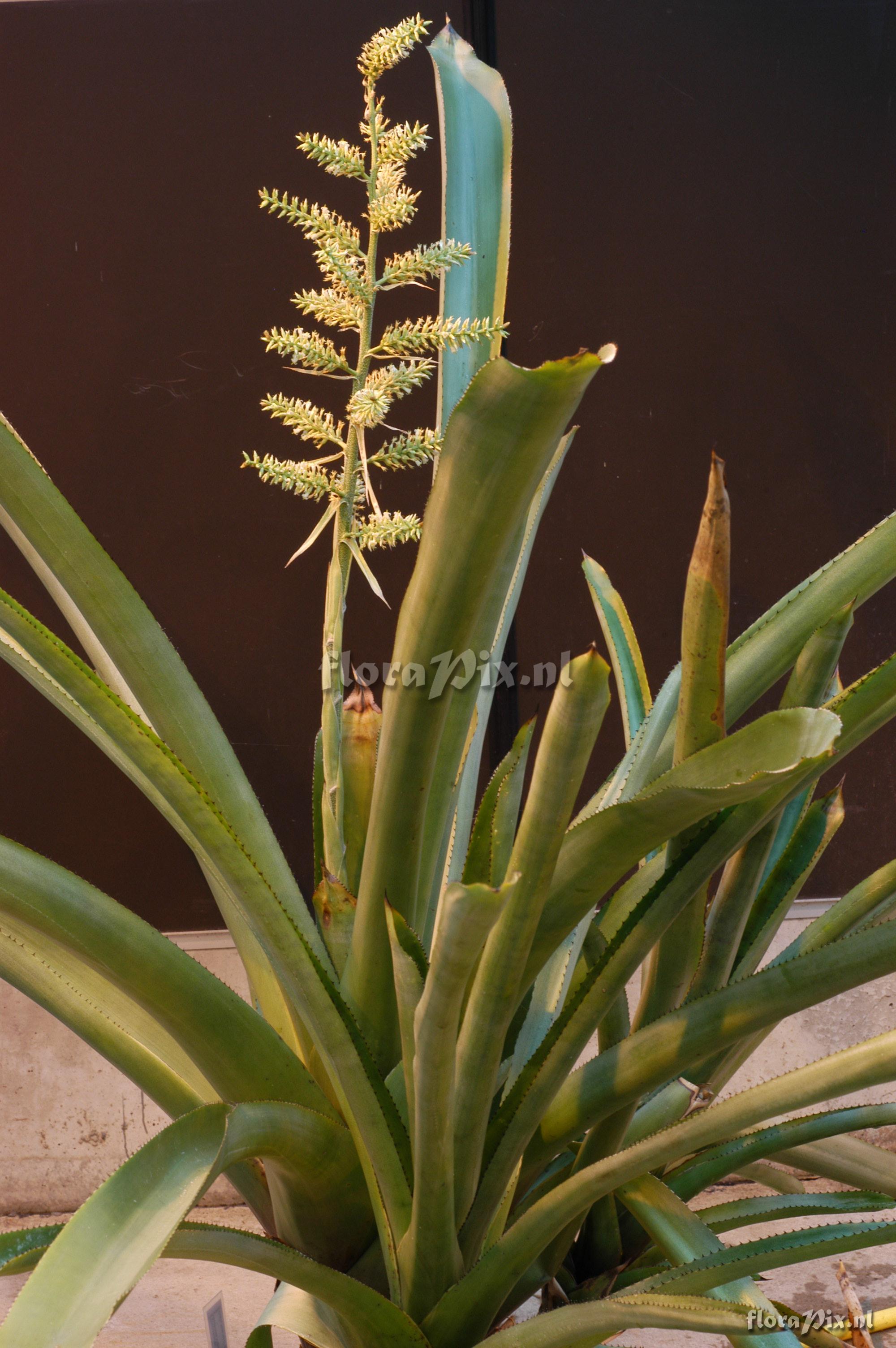 Aechmea lingulata