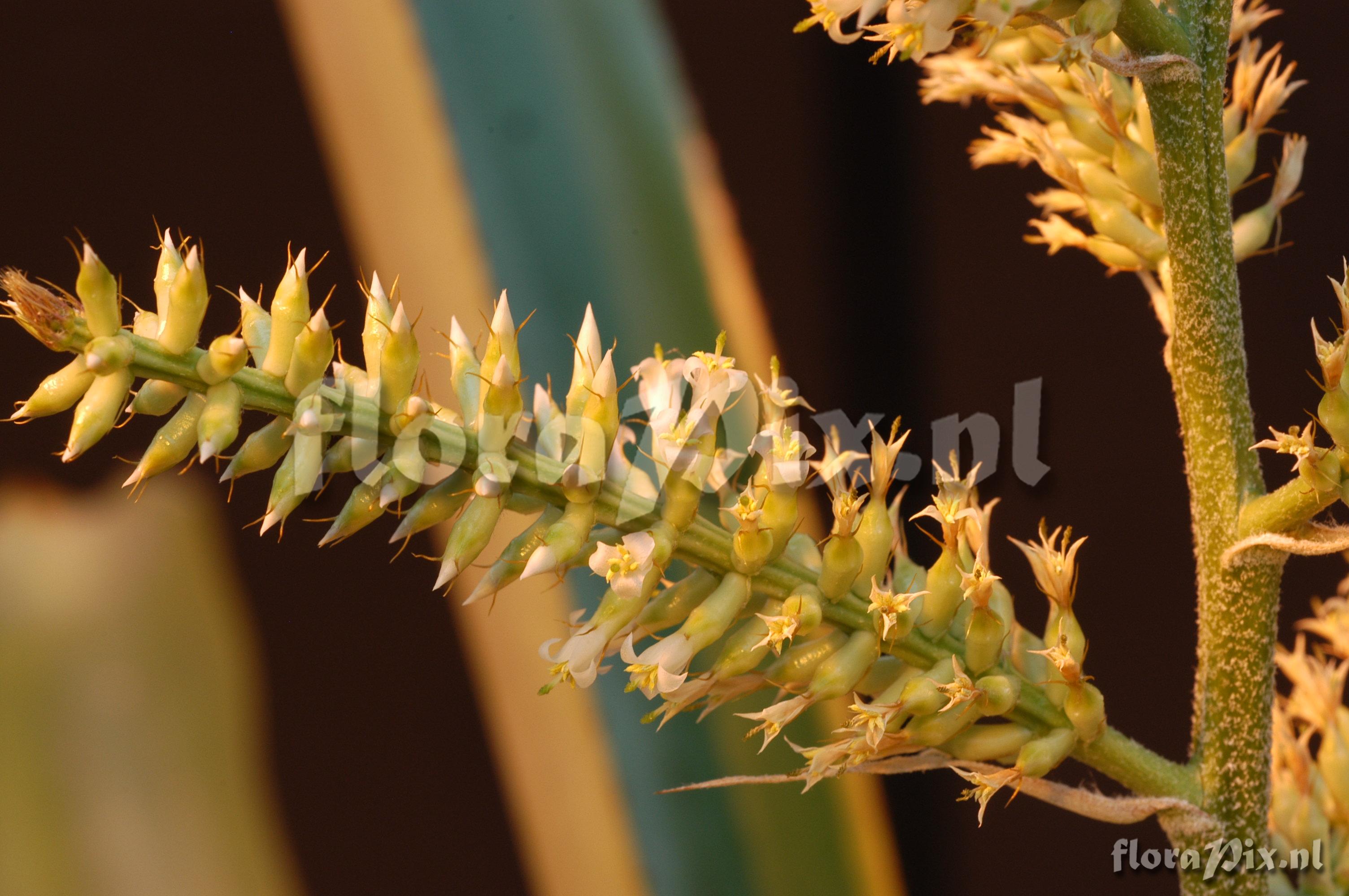 Aechmea lingulata