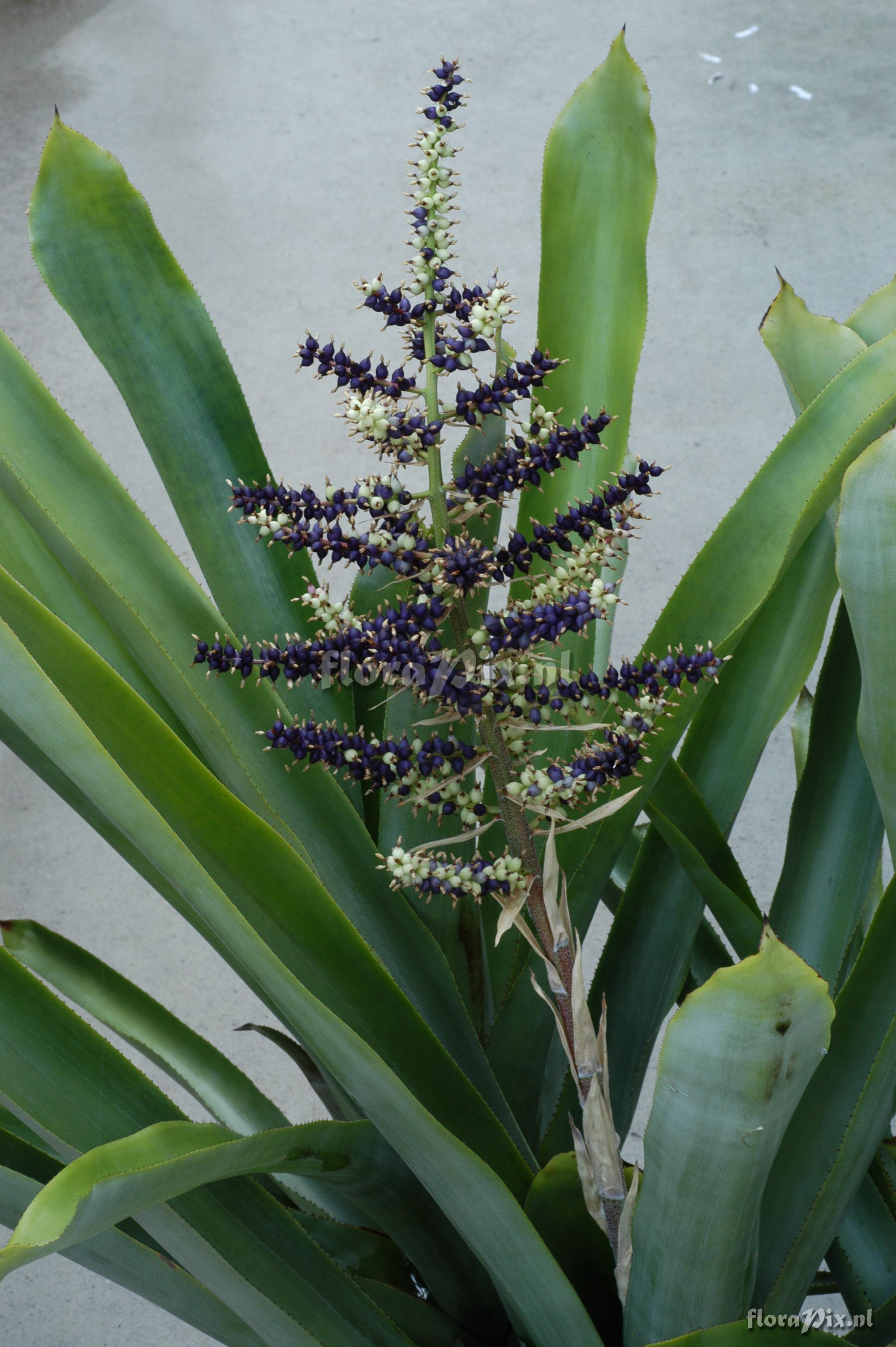 Aechmea lingulata