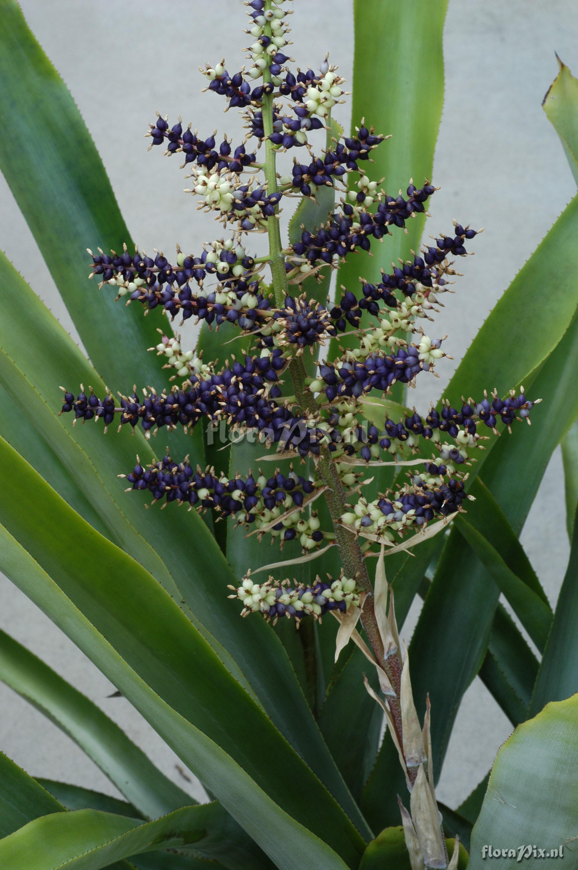 Aechmea lingulata