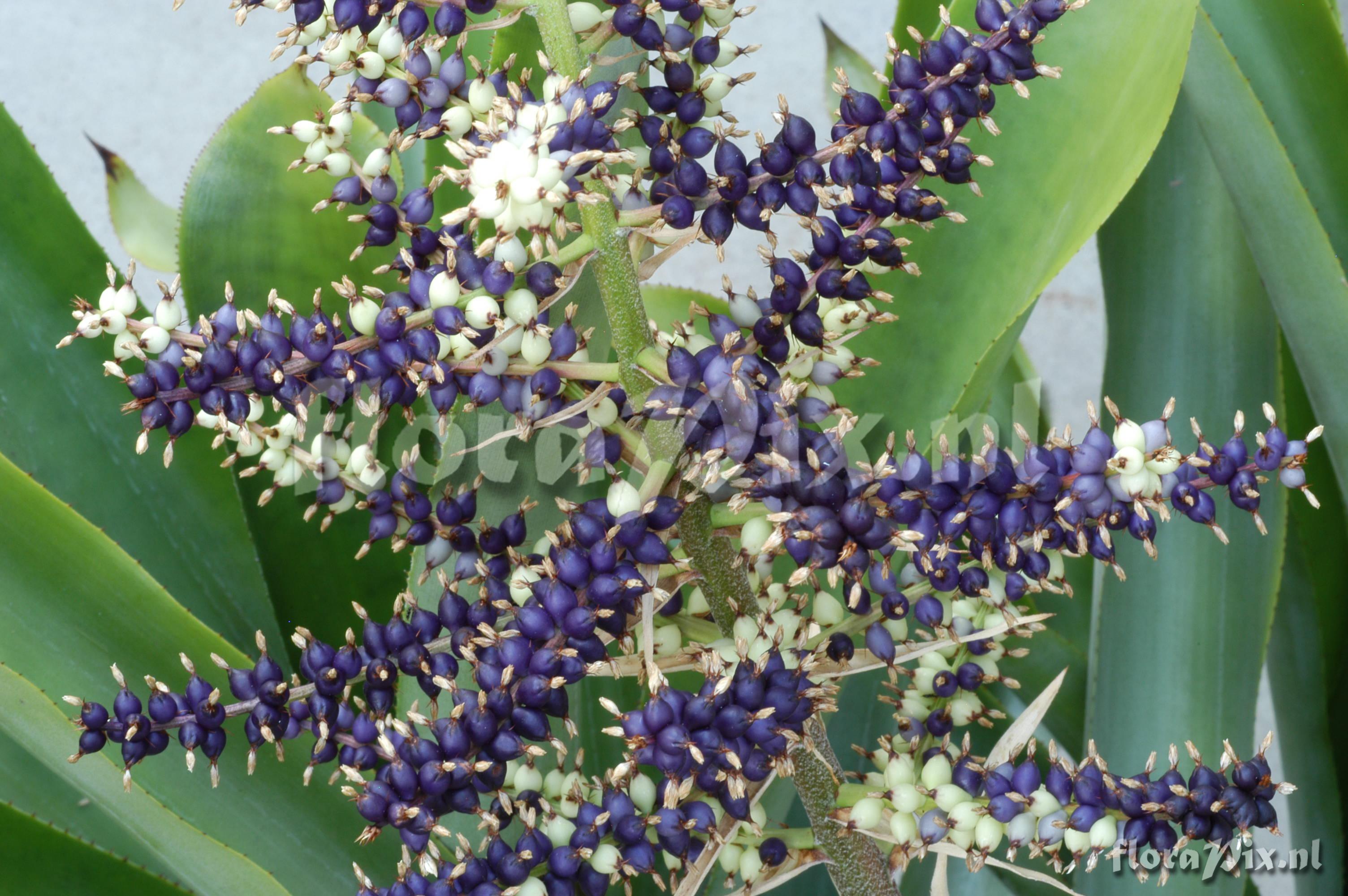 Aechmea lingulata