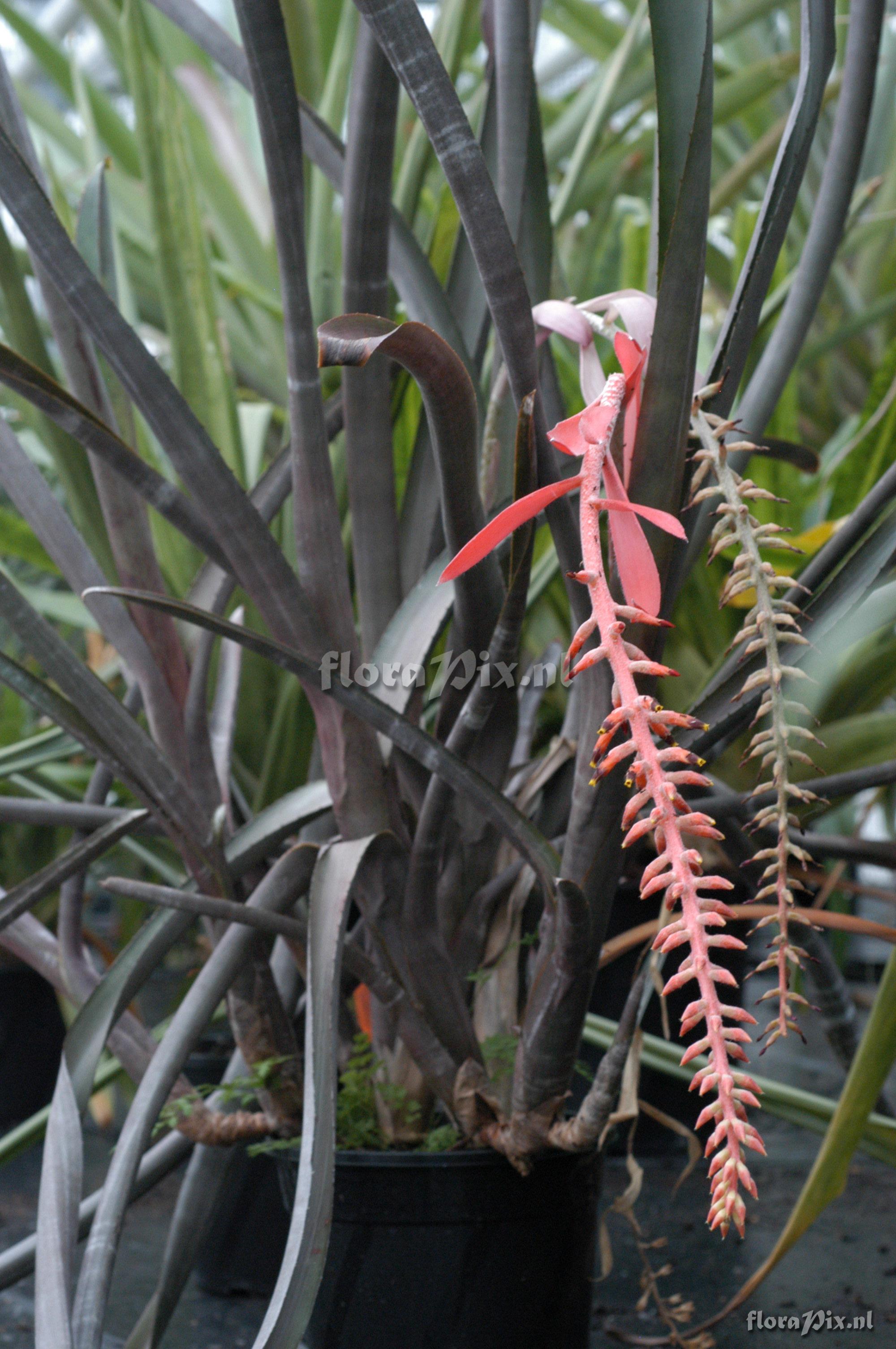 Aechmea nudicaulis var. nov.