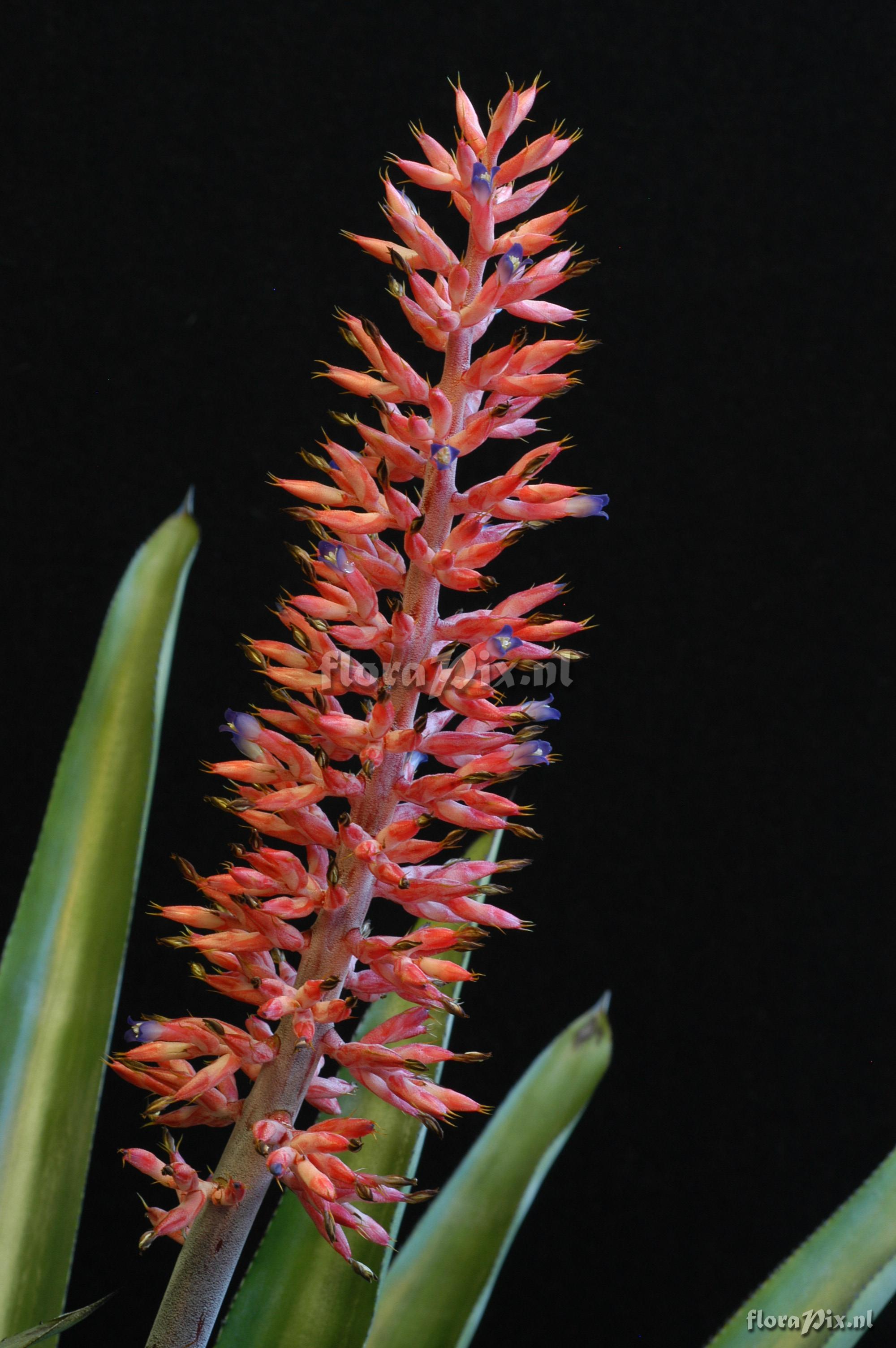 Aechmea phanerophlebia