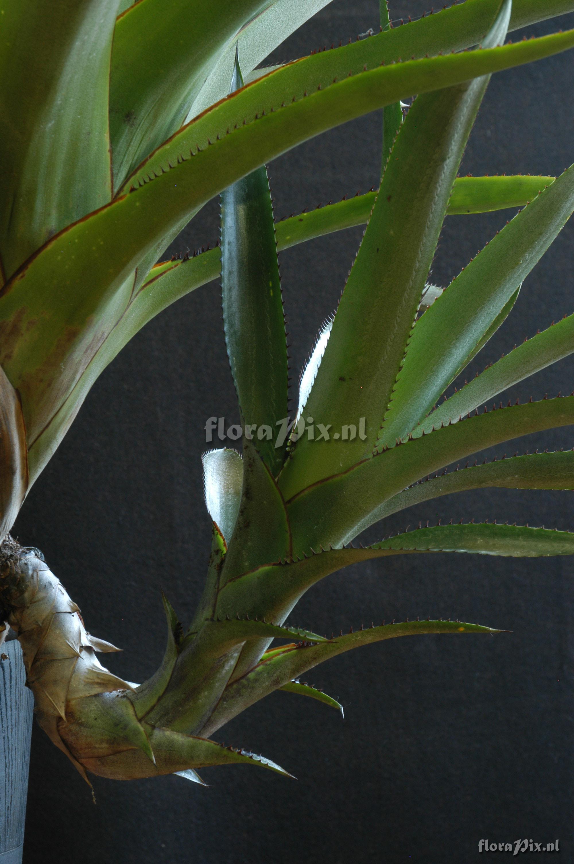 Aechmea phanerophlebia