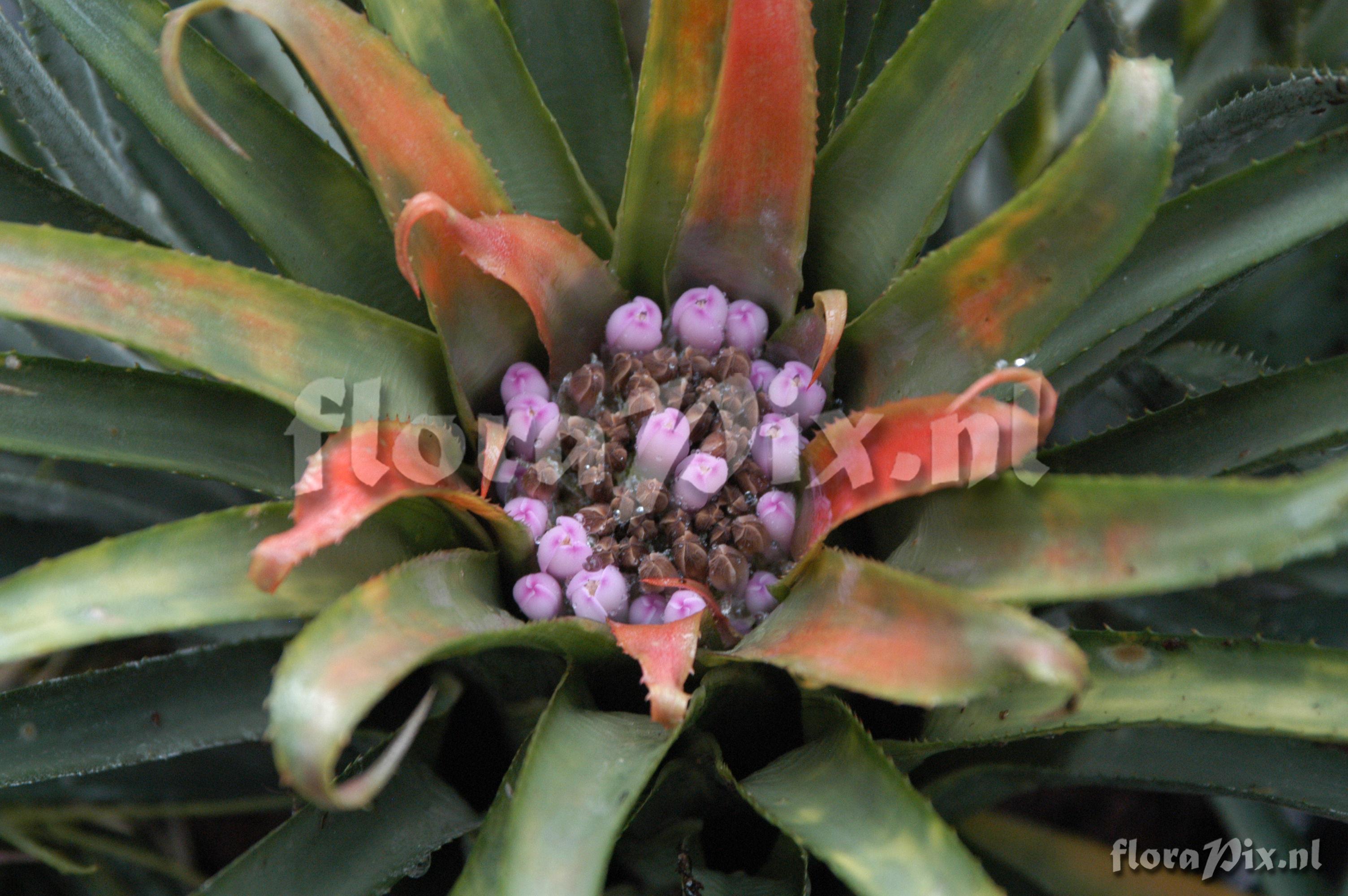 Aechmea recurvata var. ortgiesii