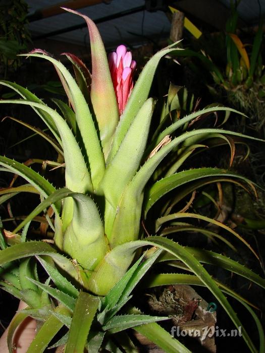 Aechmea recurvata