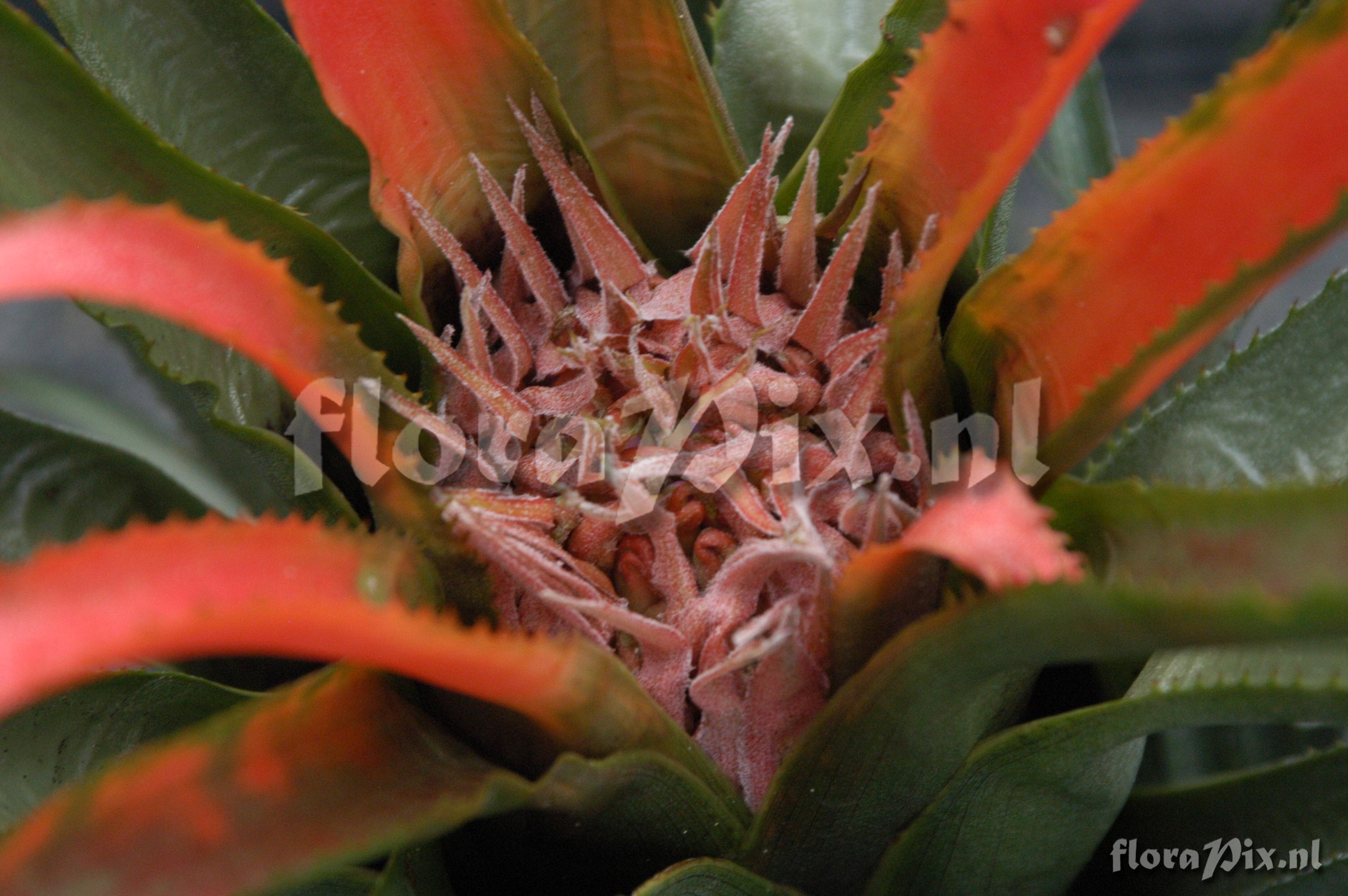 Aechmea recurvata var. ortgiesii