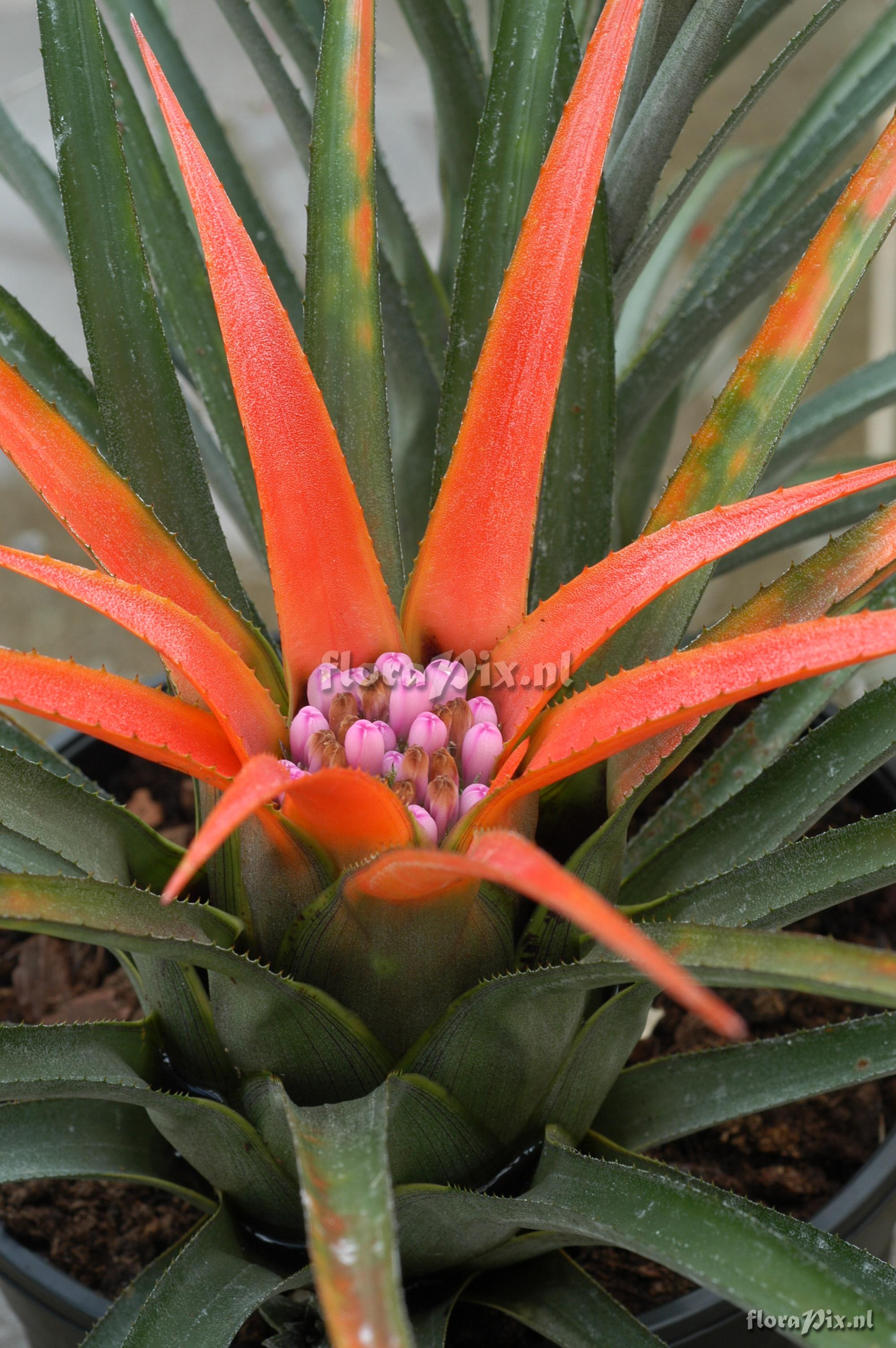 Aechmea recurvata var. ortgiesii 2000GR00792