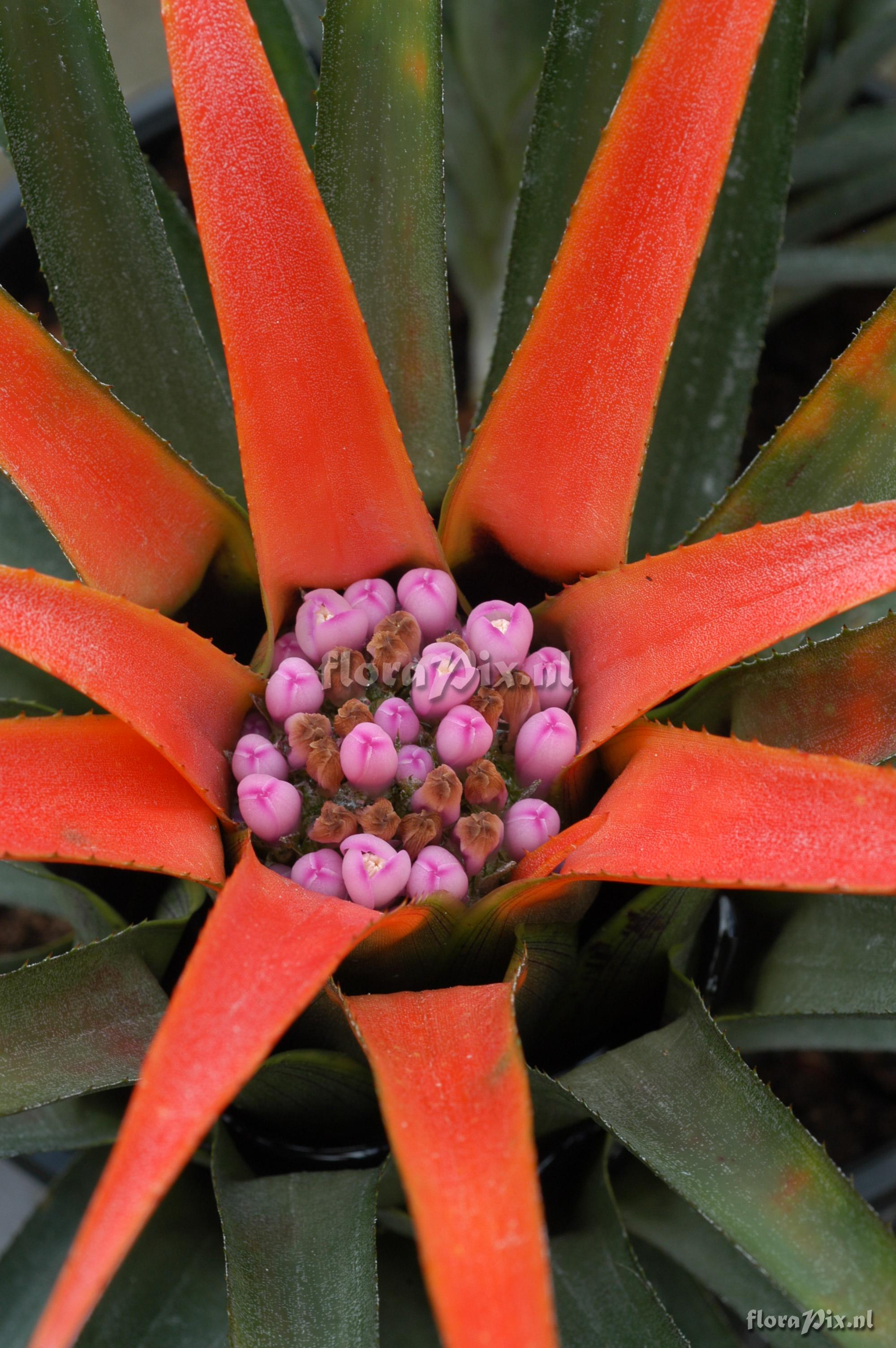 Aechmea recurvata var. ortgiesii