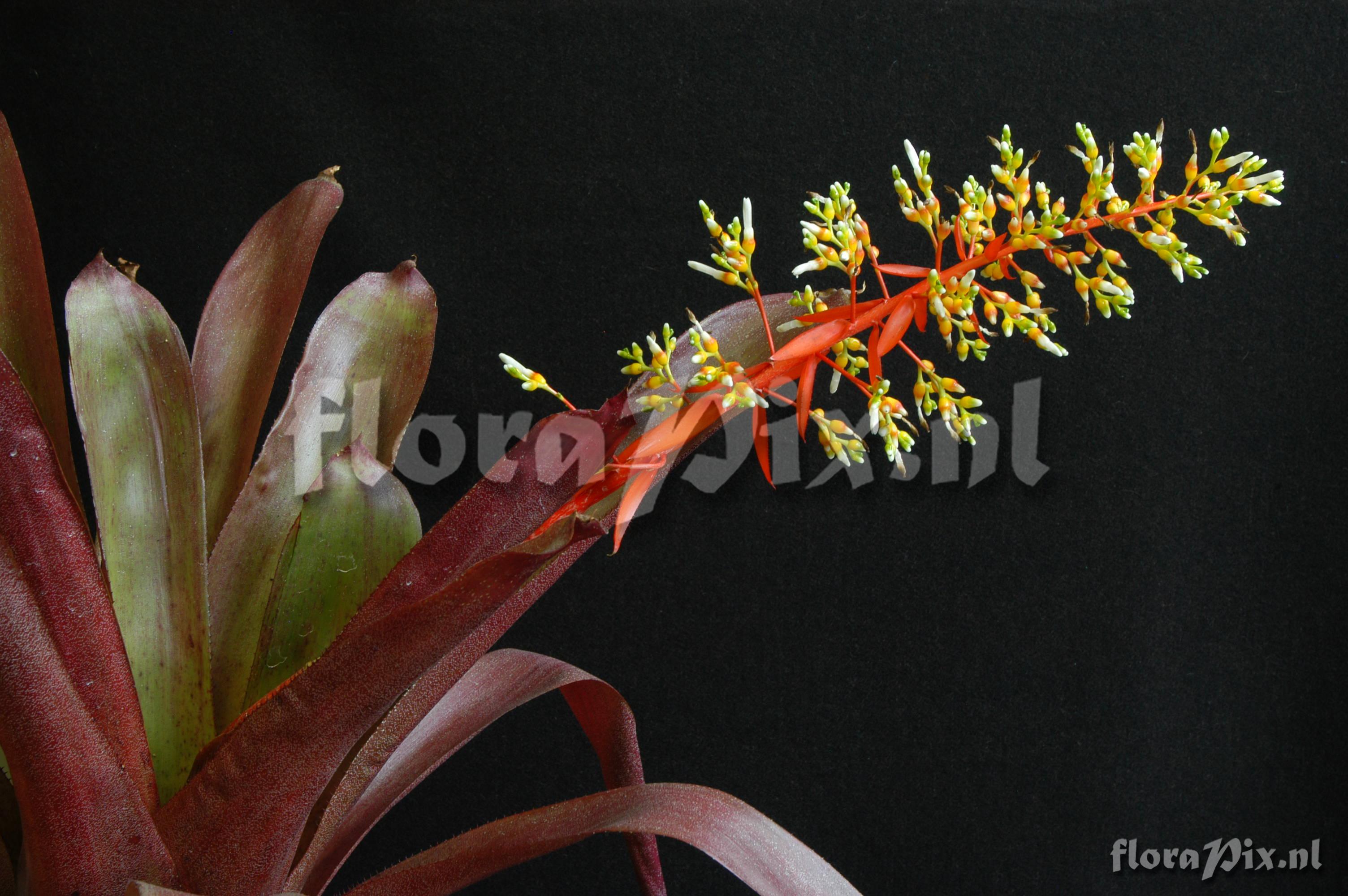 Aechmea servitensis