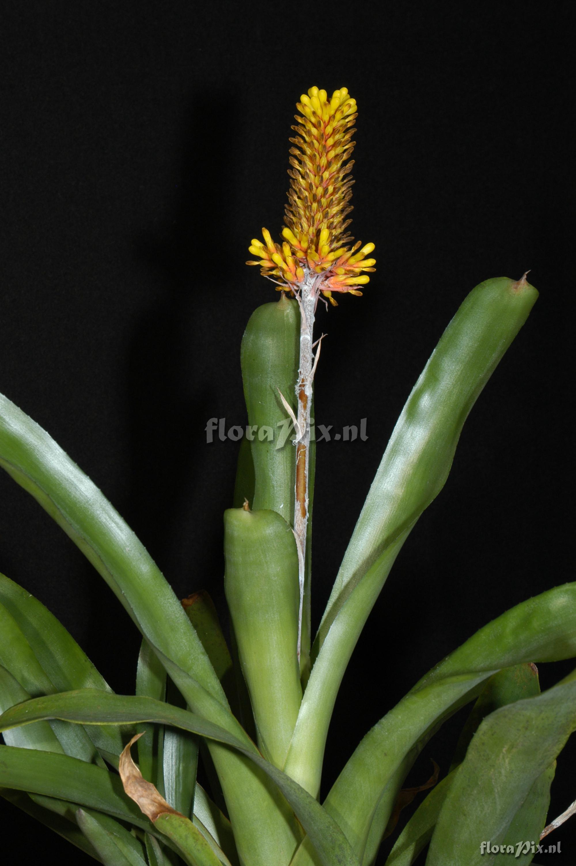 Aechmea winkleri