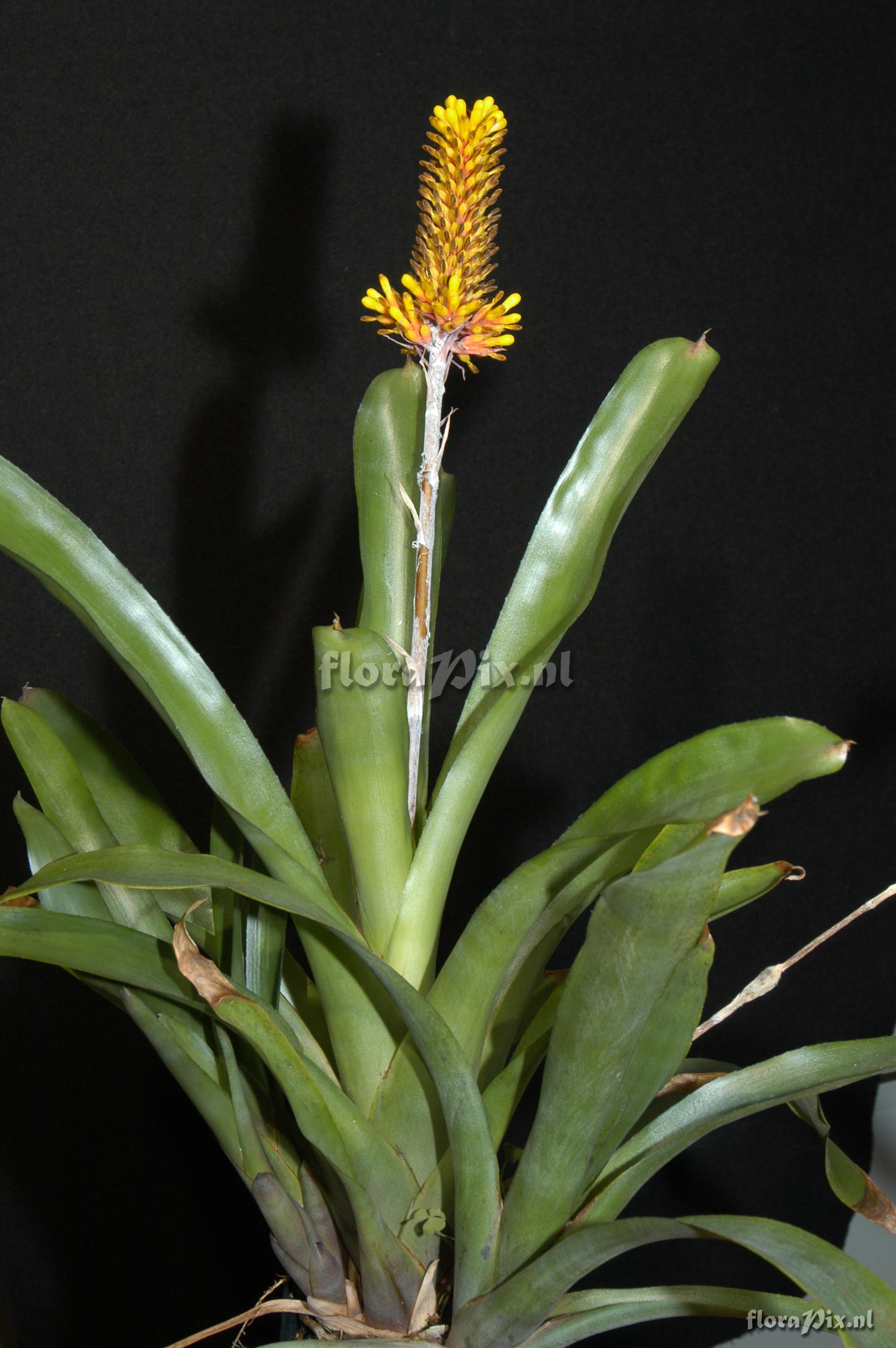 Aechmea winkleri