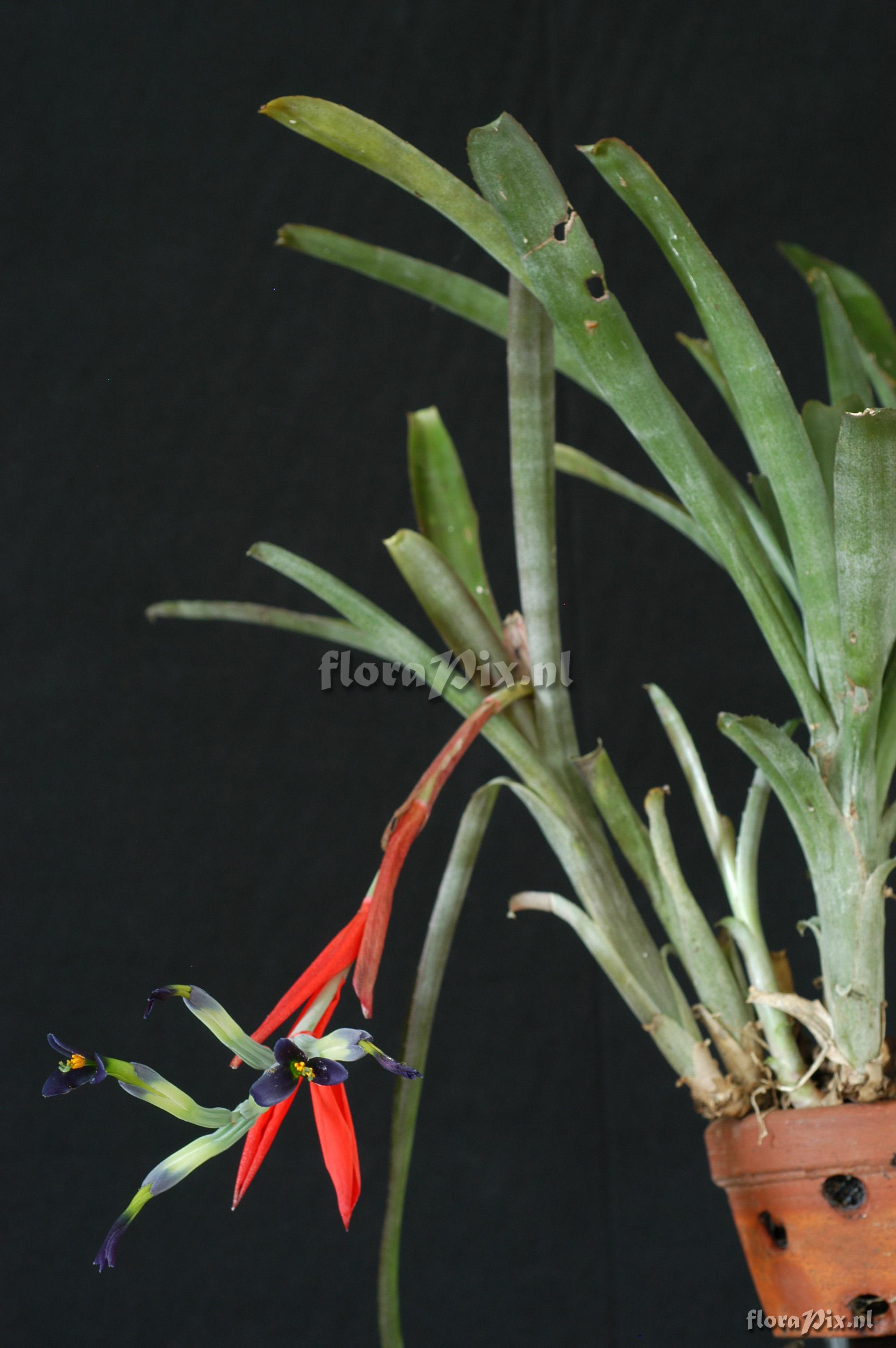 Billbergia amoena