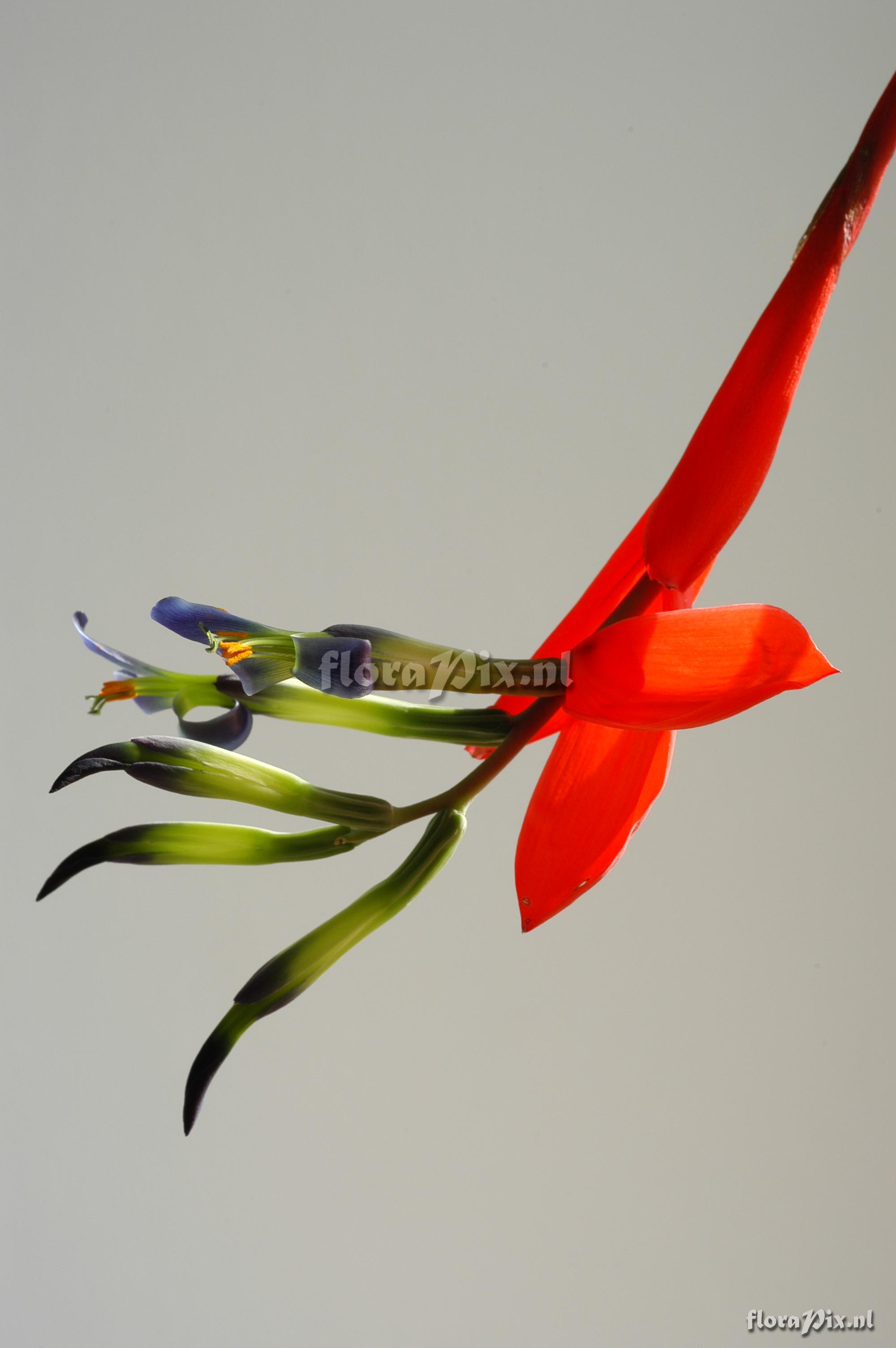 Billbergia amoena