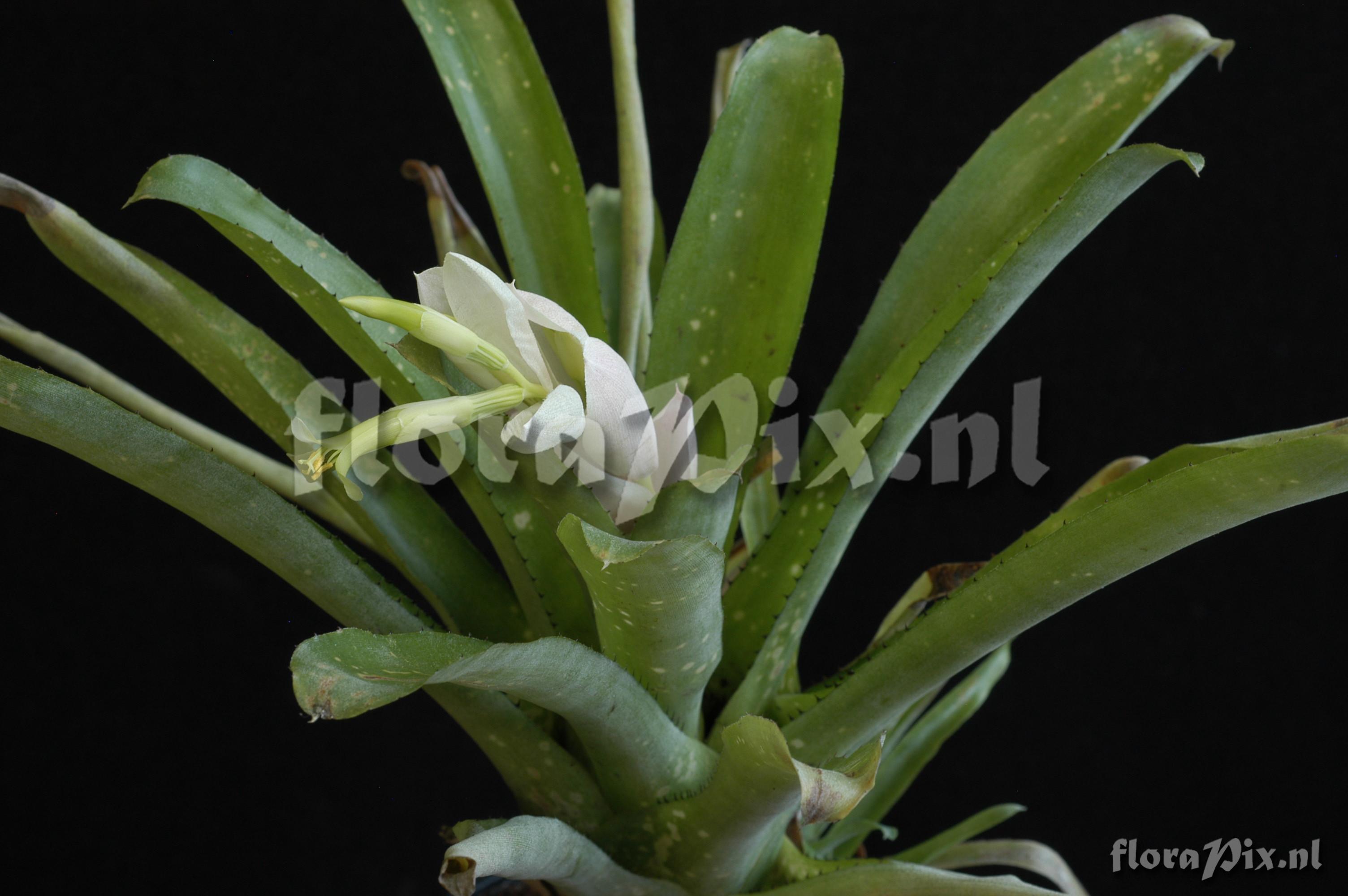 Billbergia chlorantha