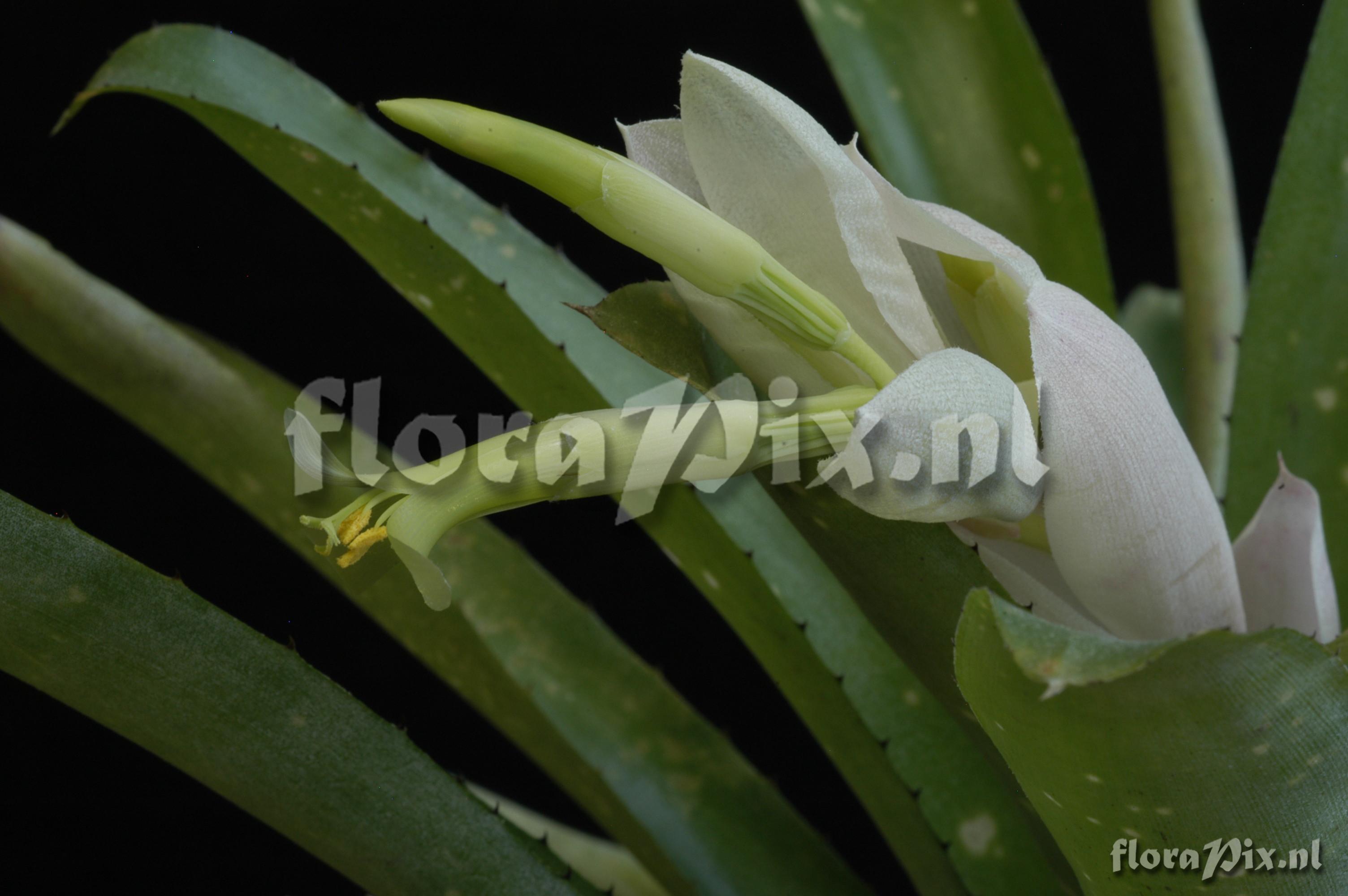 Billbergia chlorantha