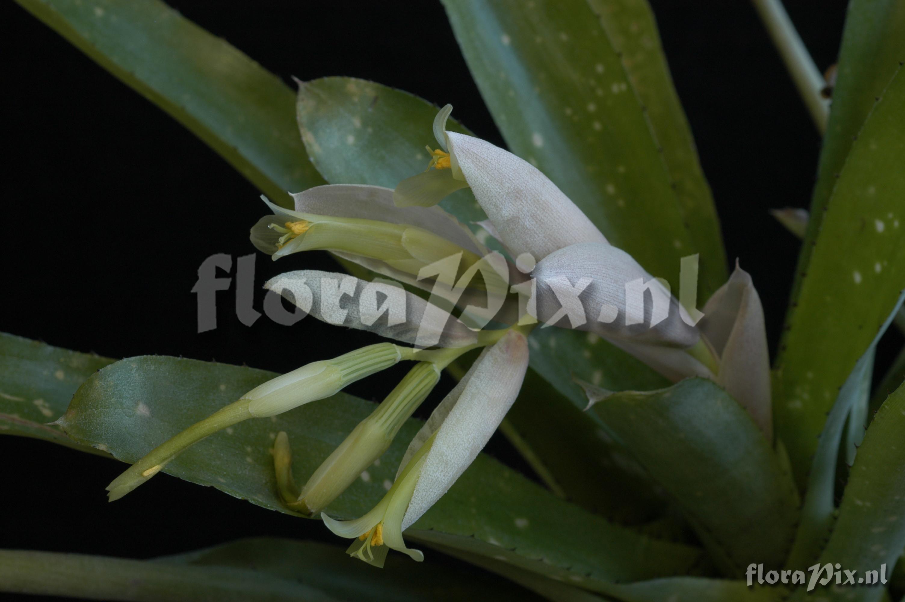 Billbergia chlorantha