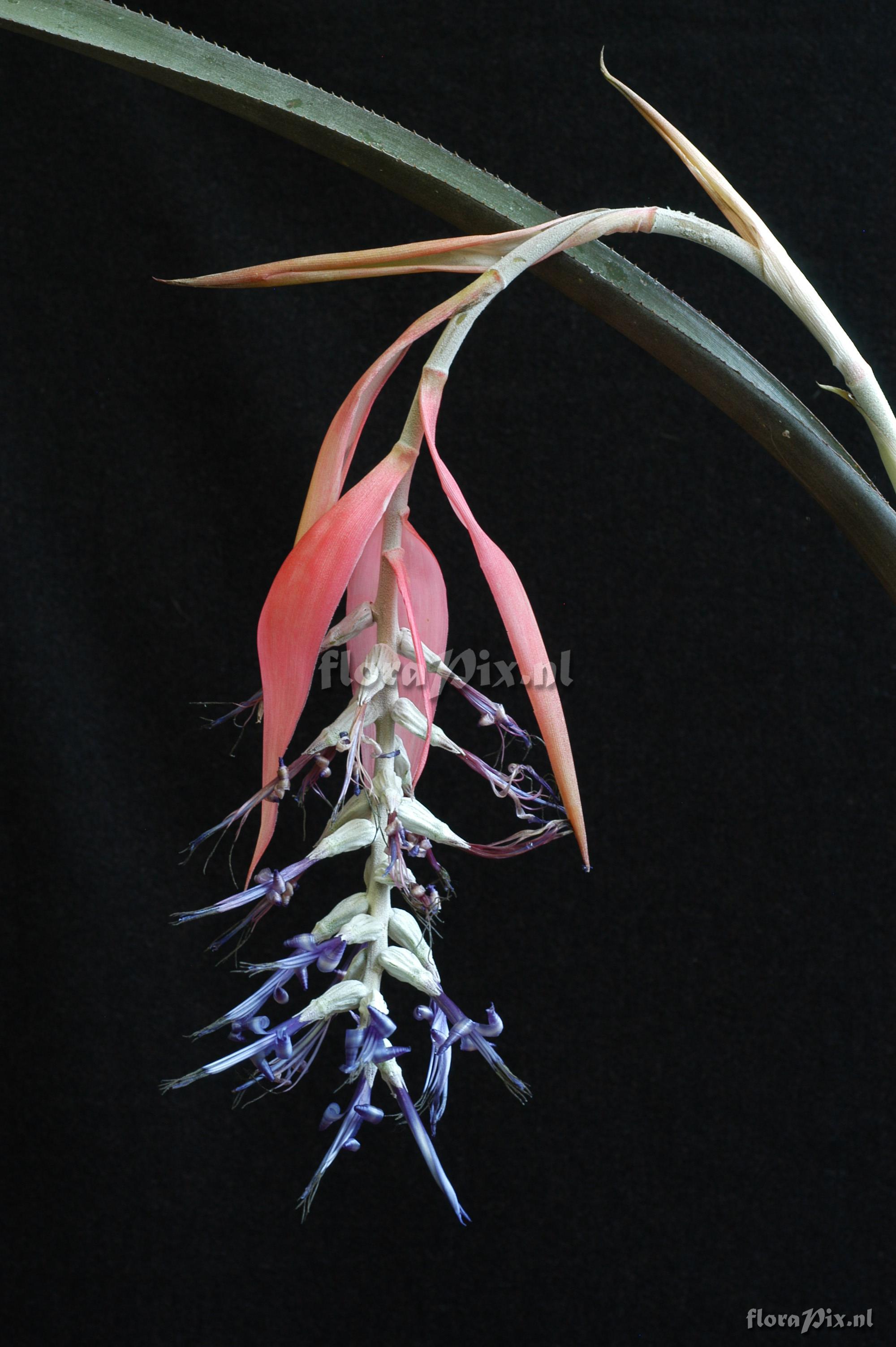 Billbergia kuhlmannii