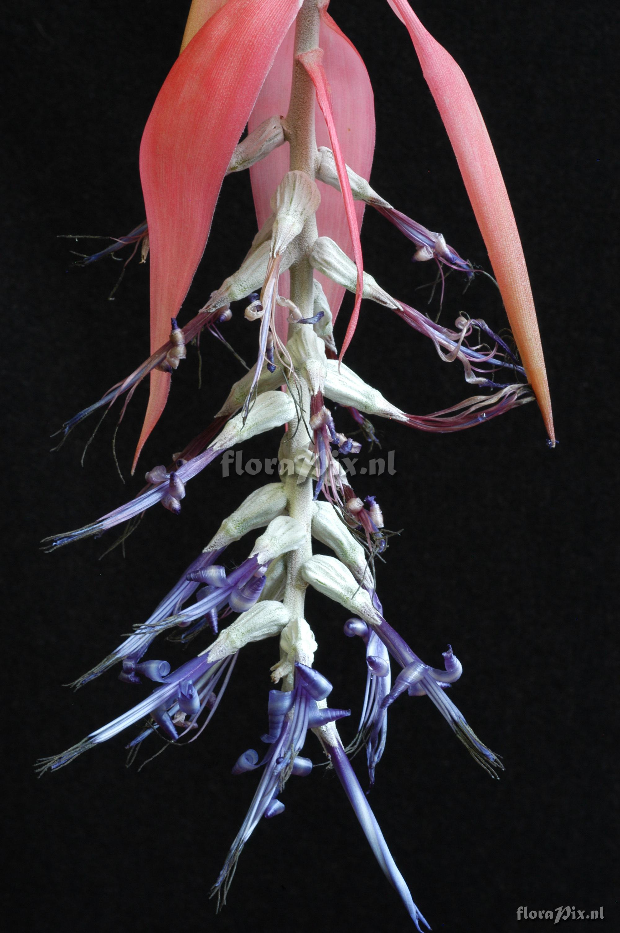 Billbergia brasiliensis