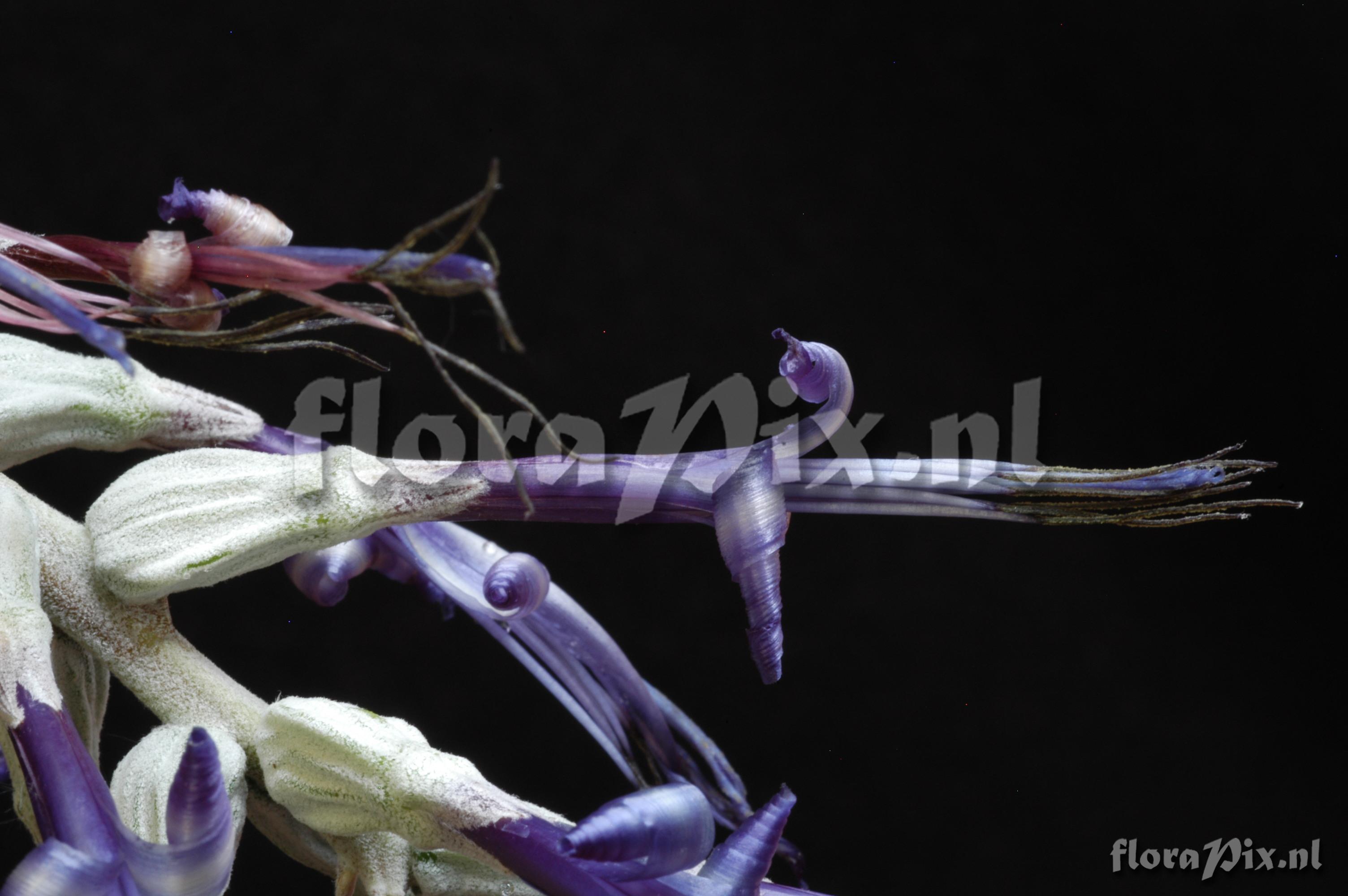 Billbergia kuhlmannii