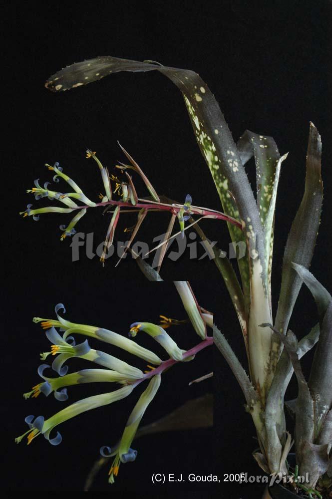 Billbergia lilac