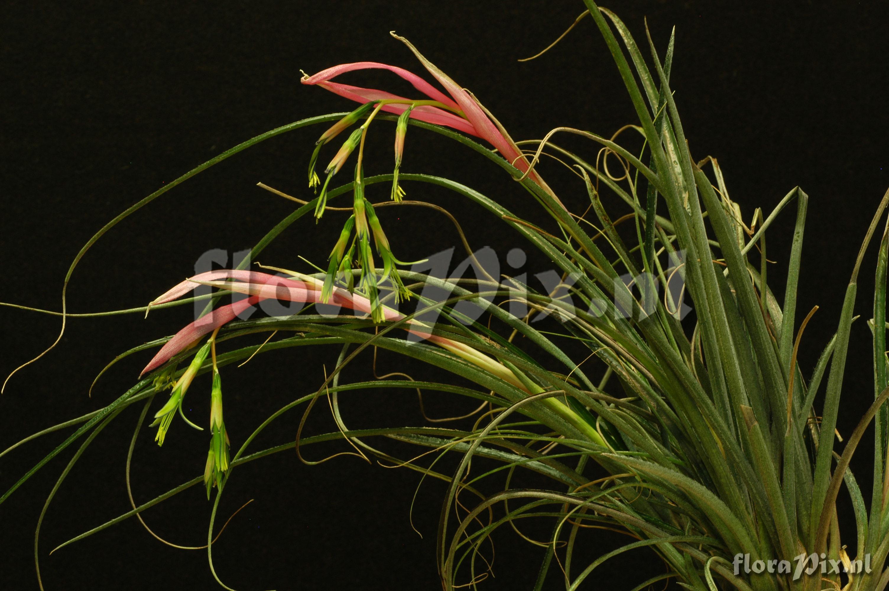 Billbergia nutans var nutans