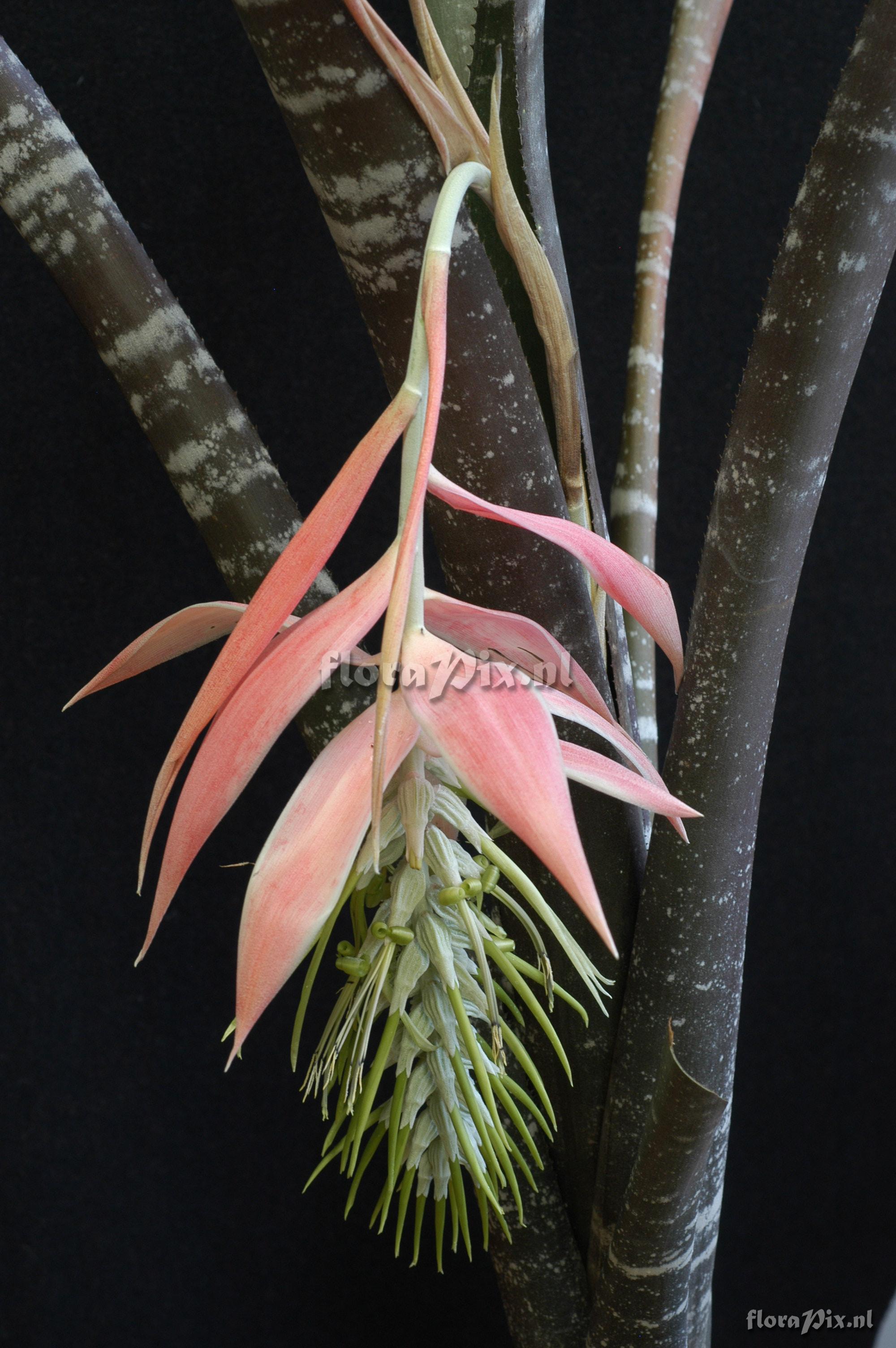 Billbergia pallidiflora