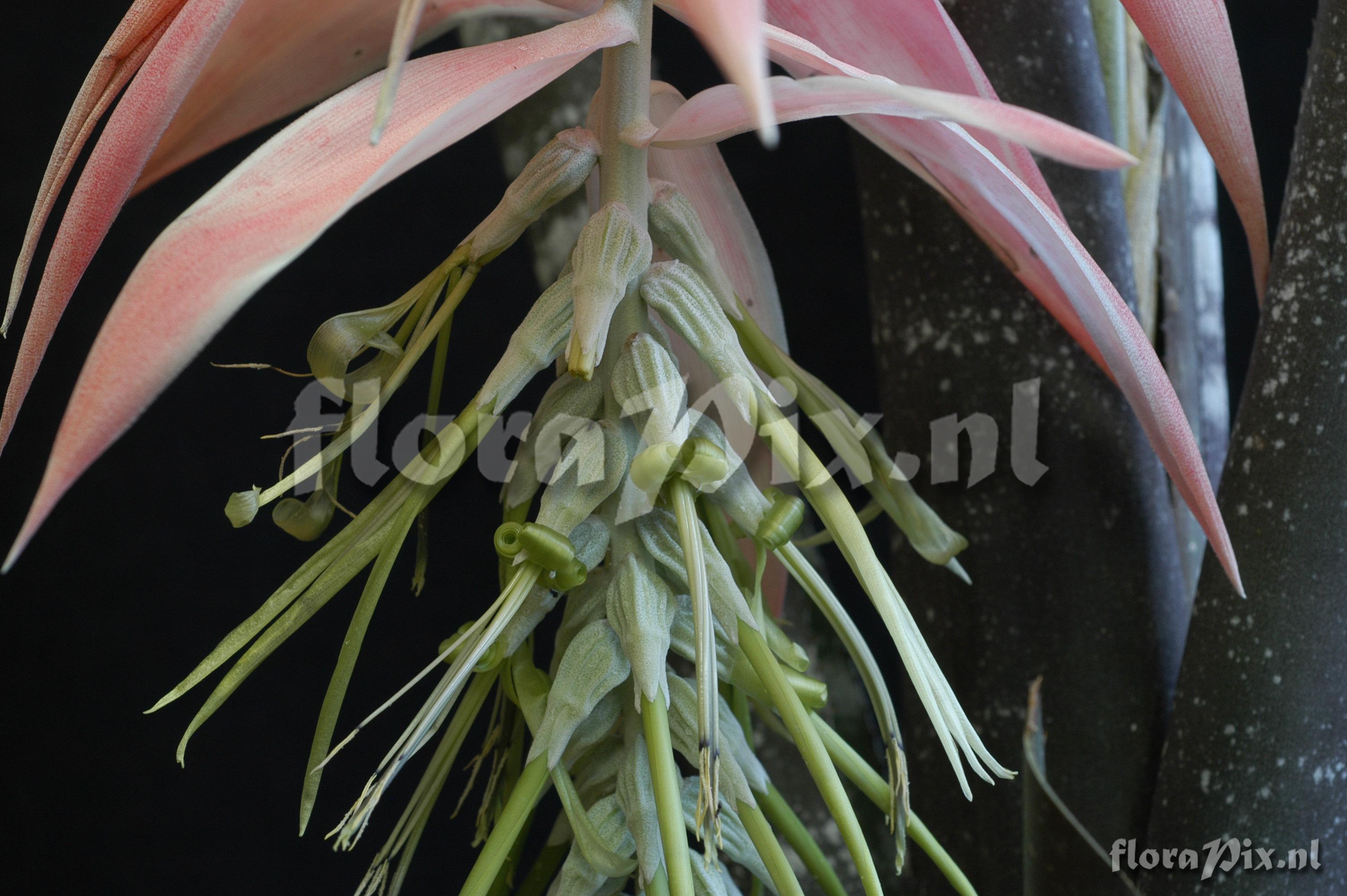 Billbergia pallidiflora