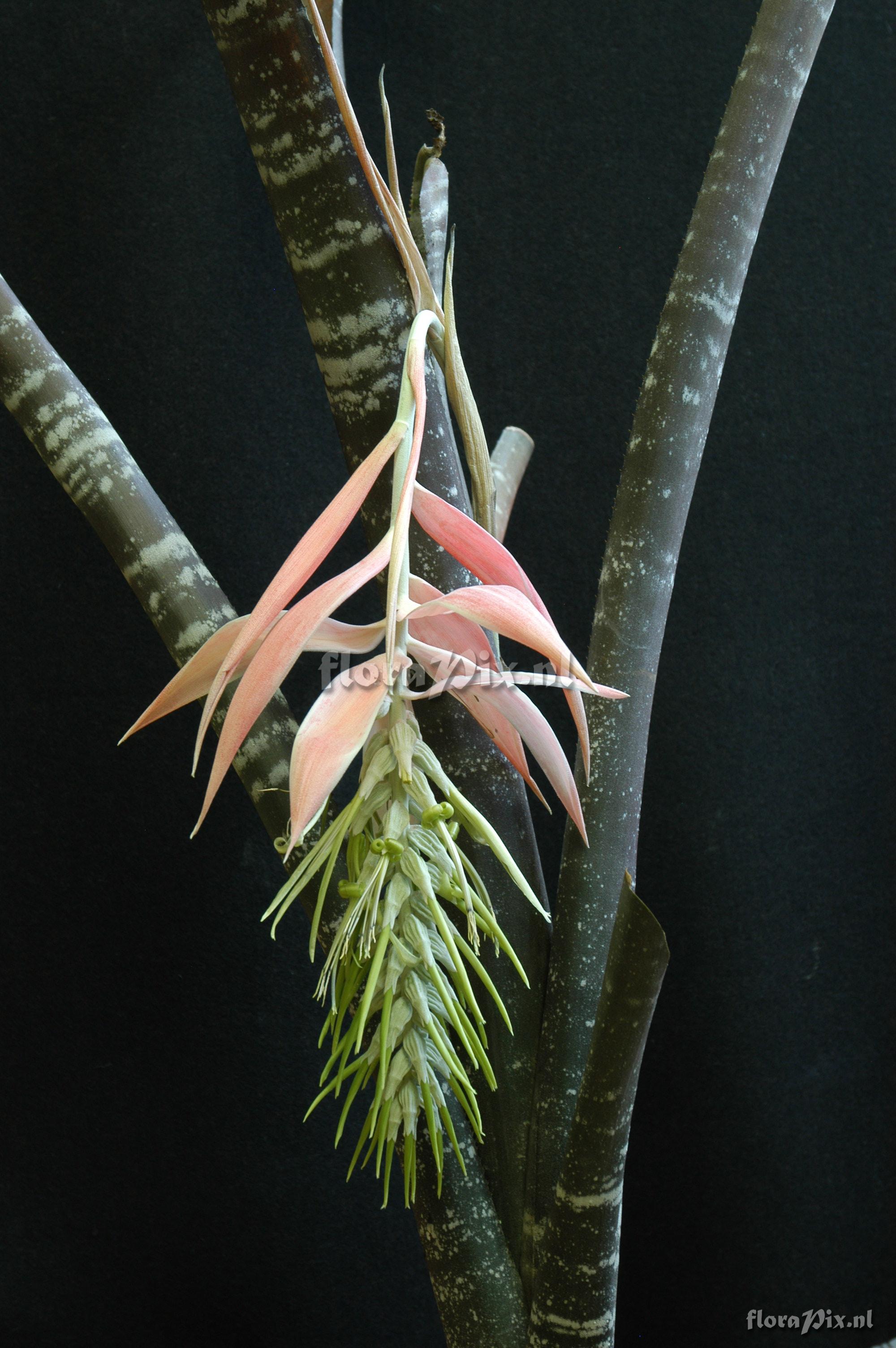 Billbergia pallidiflora