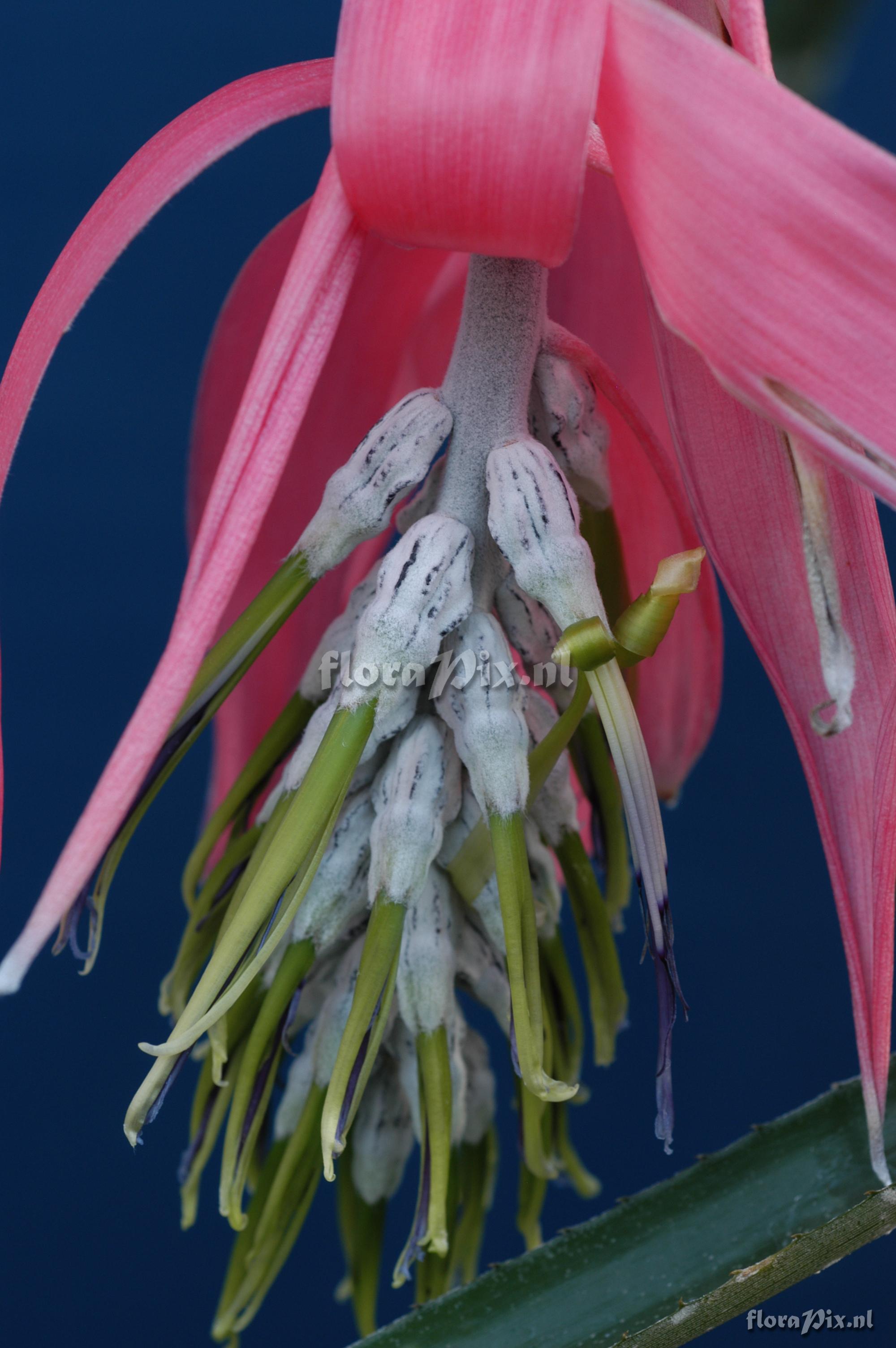 Billbergia zebrina