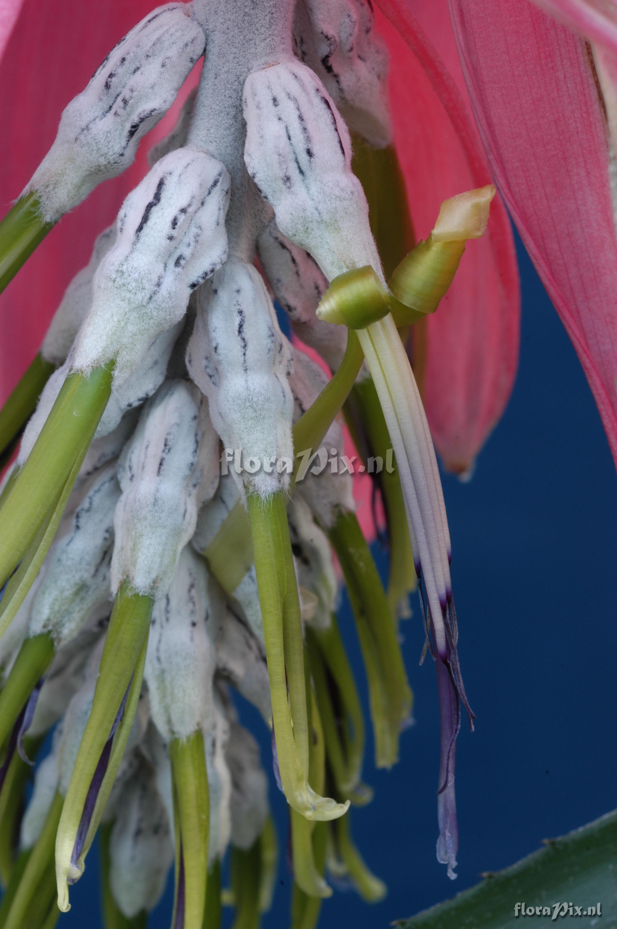 Billbergia zebrina