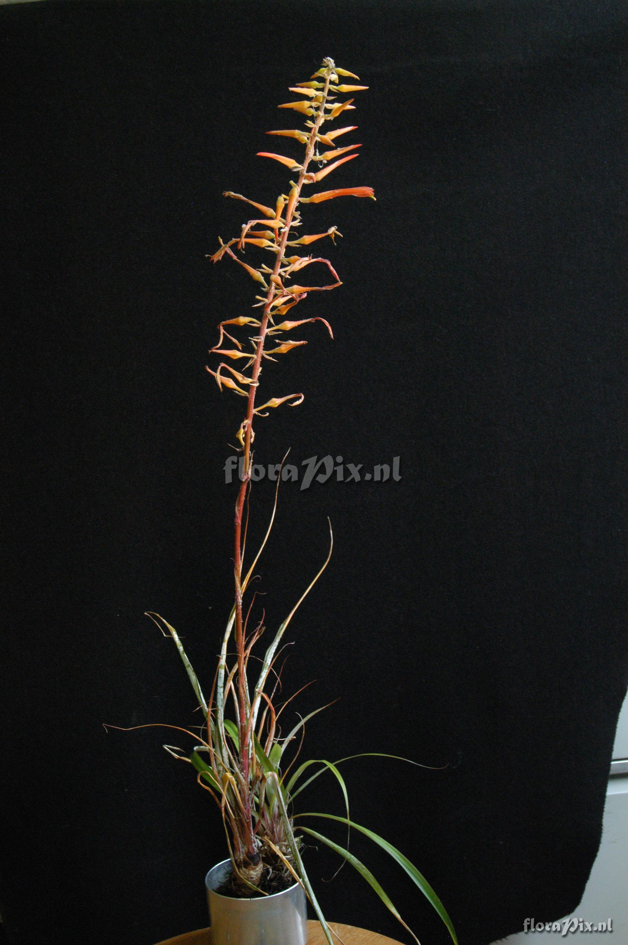 Pitcairnia aff. lechleri