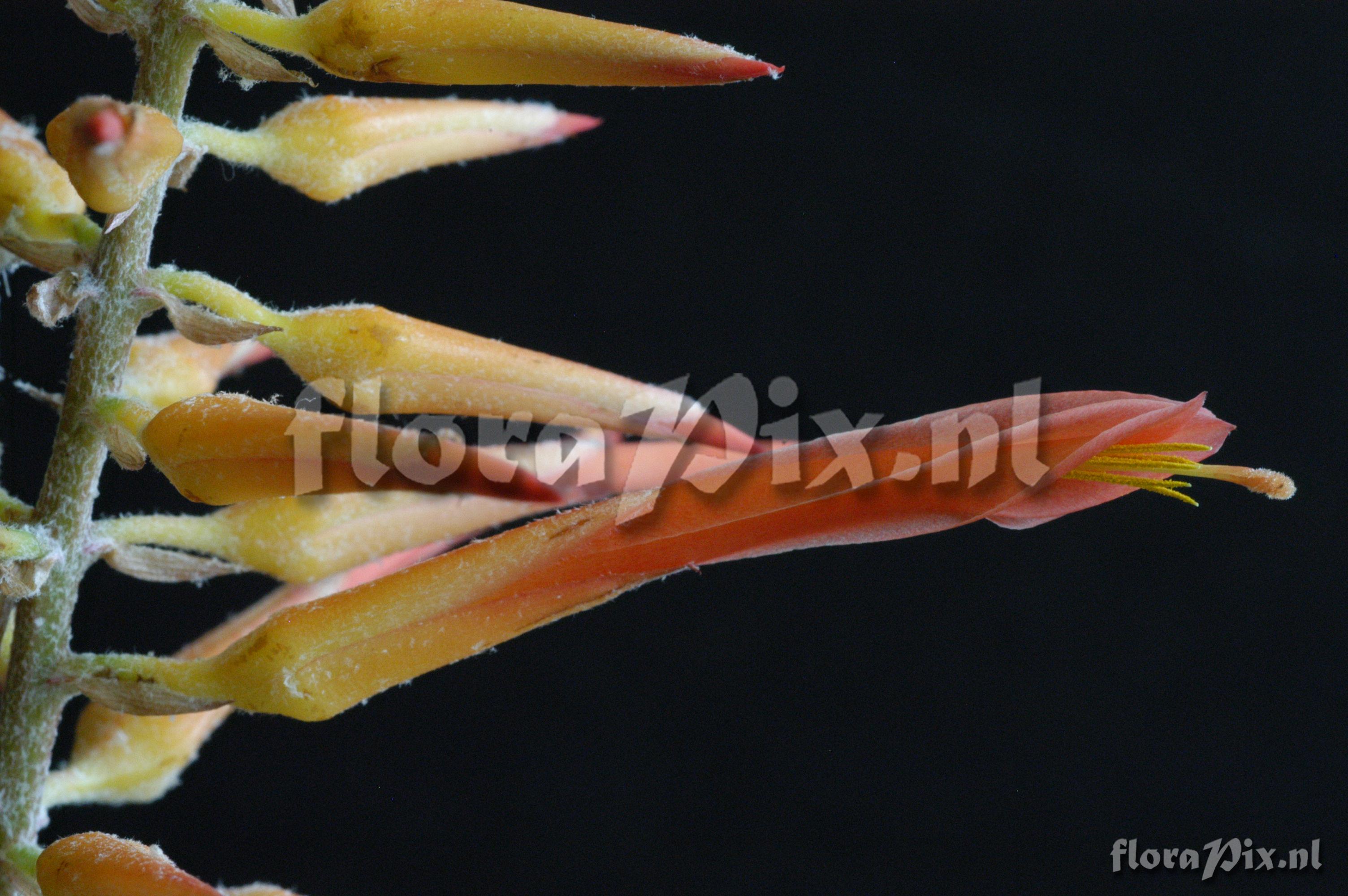 Pitcairnia aff. amblyosperma