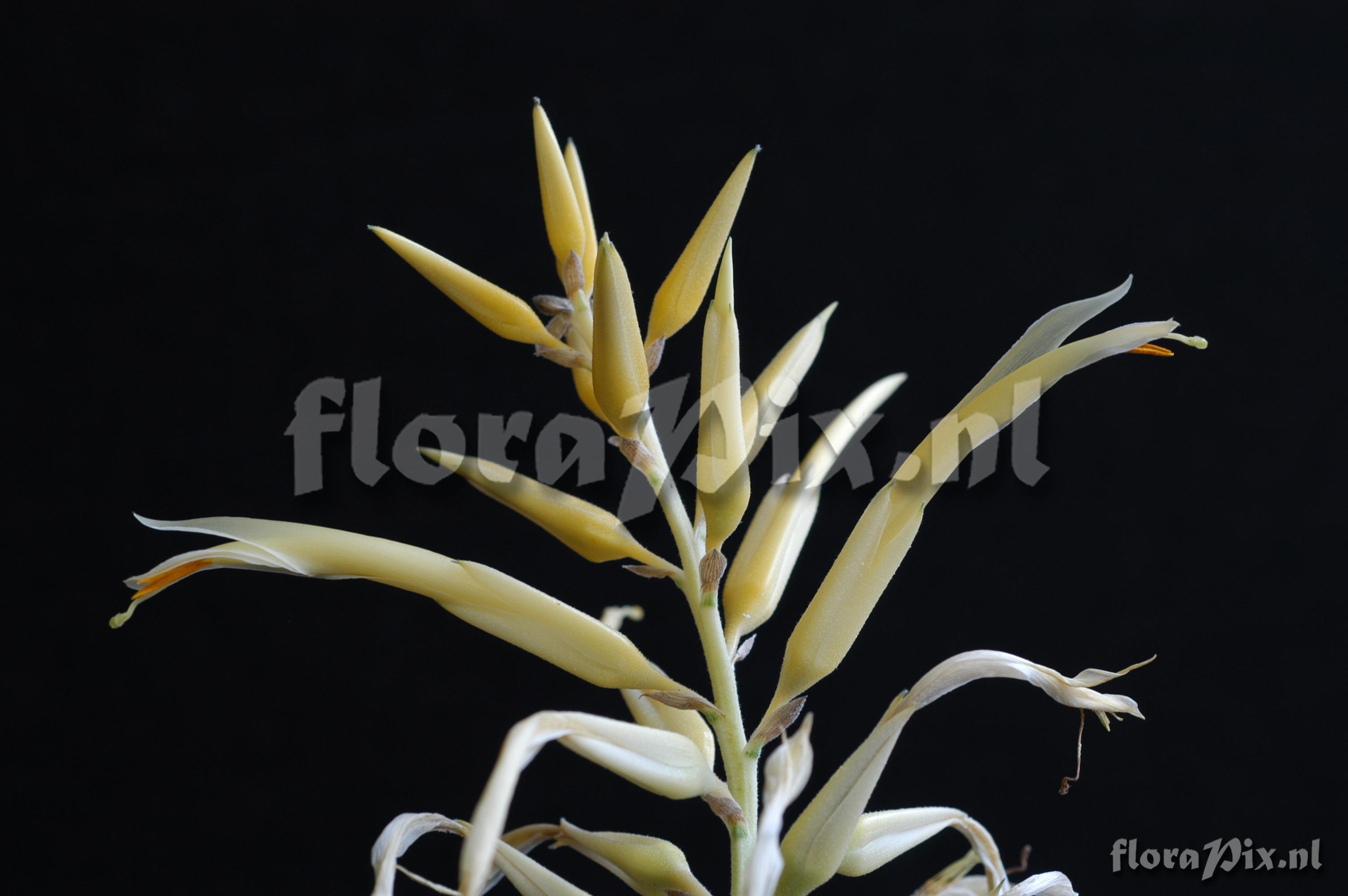 Pitcairnia elliptica