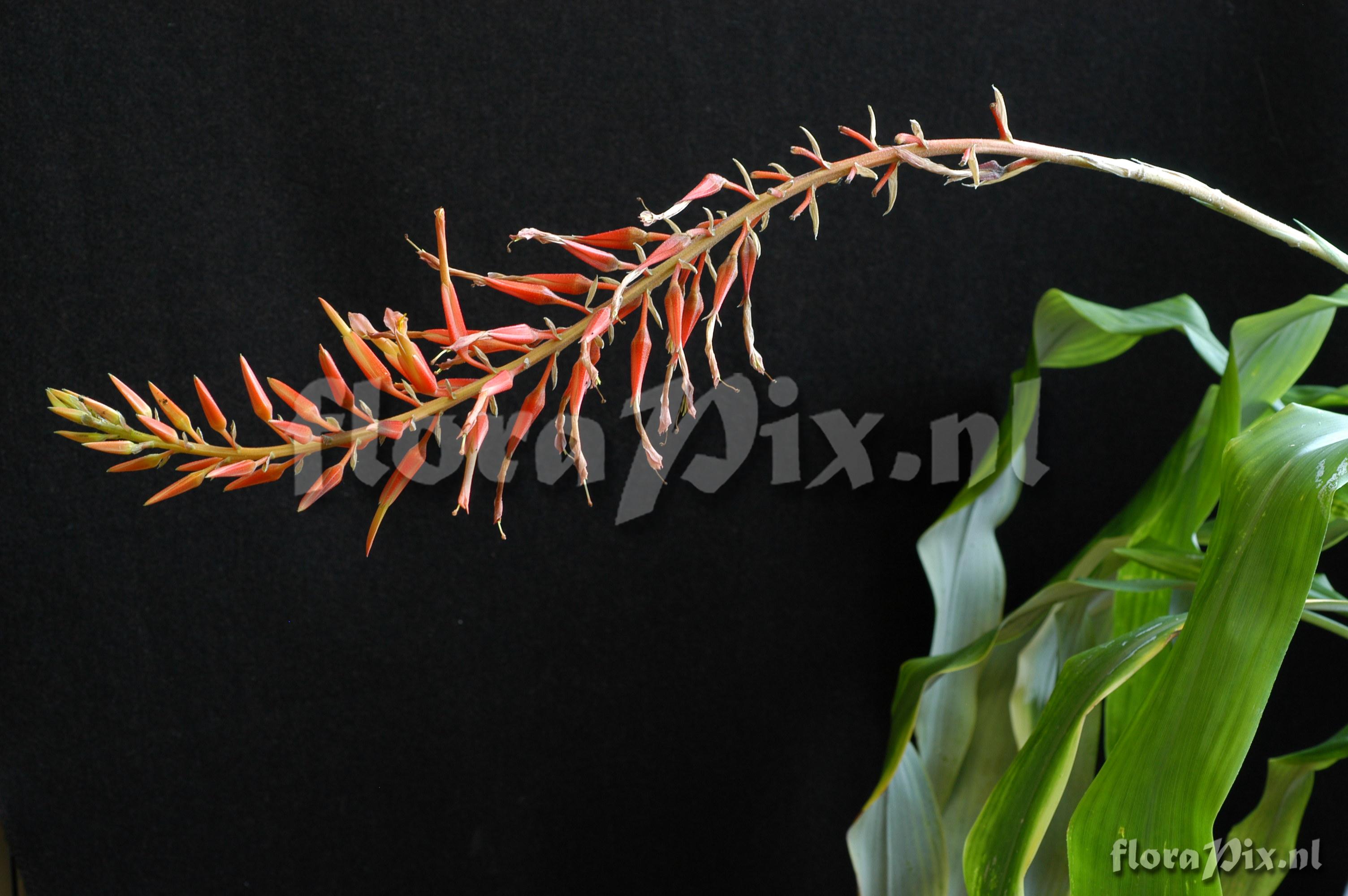 Pitcairnia elliptica