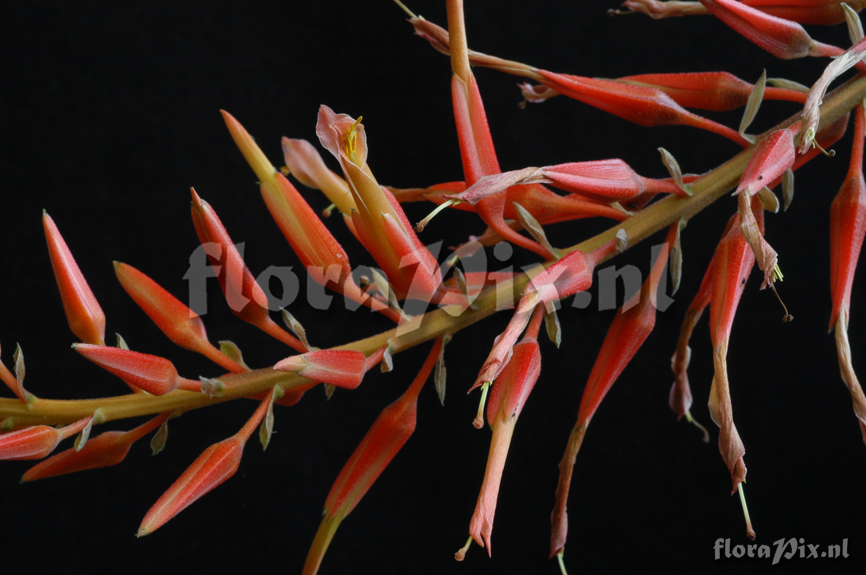 Pitcairnia elliptica