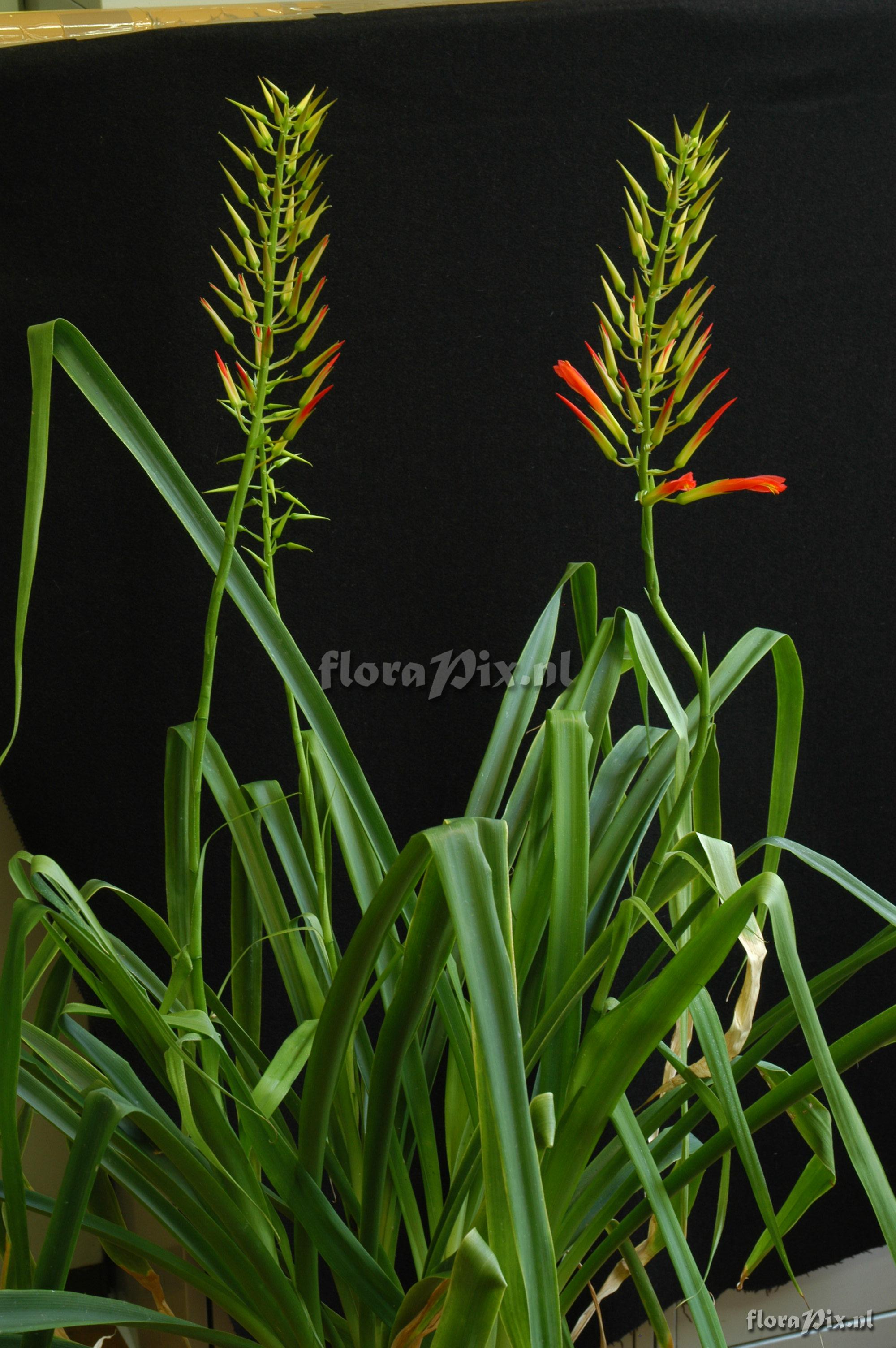 Pitcairnia flammea var. glabrior