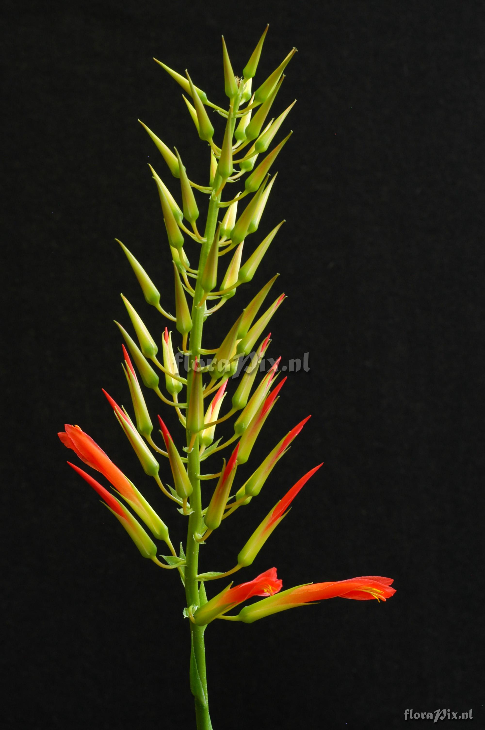 Pitcairnia flammea var. glabrior