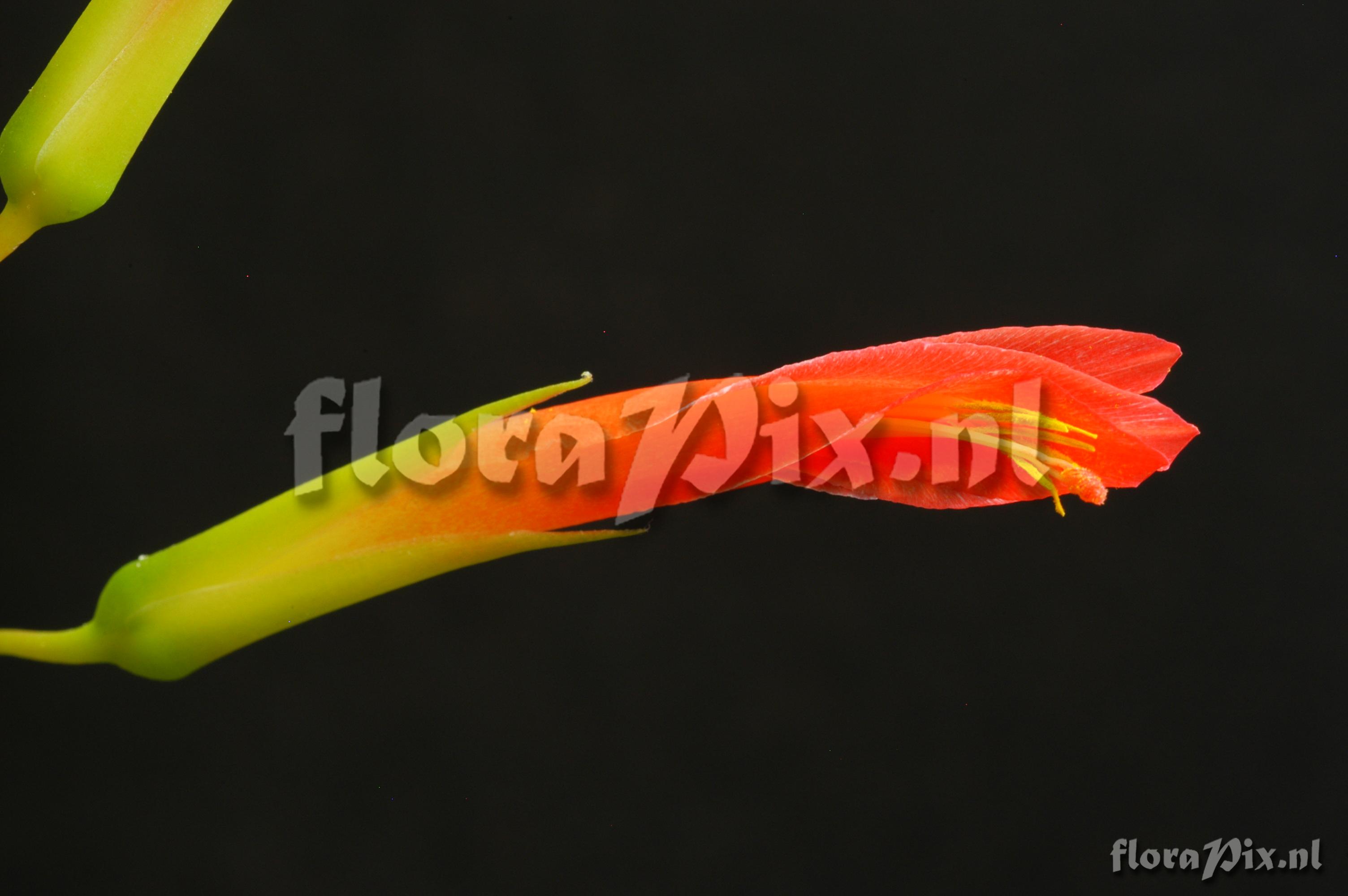 Pitcairnia flammea var. glabrior