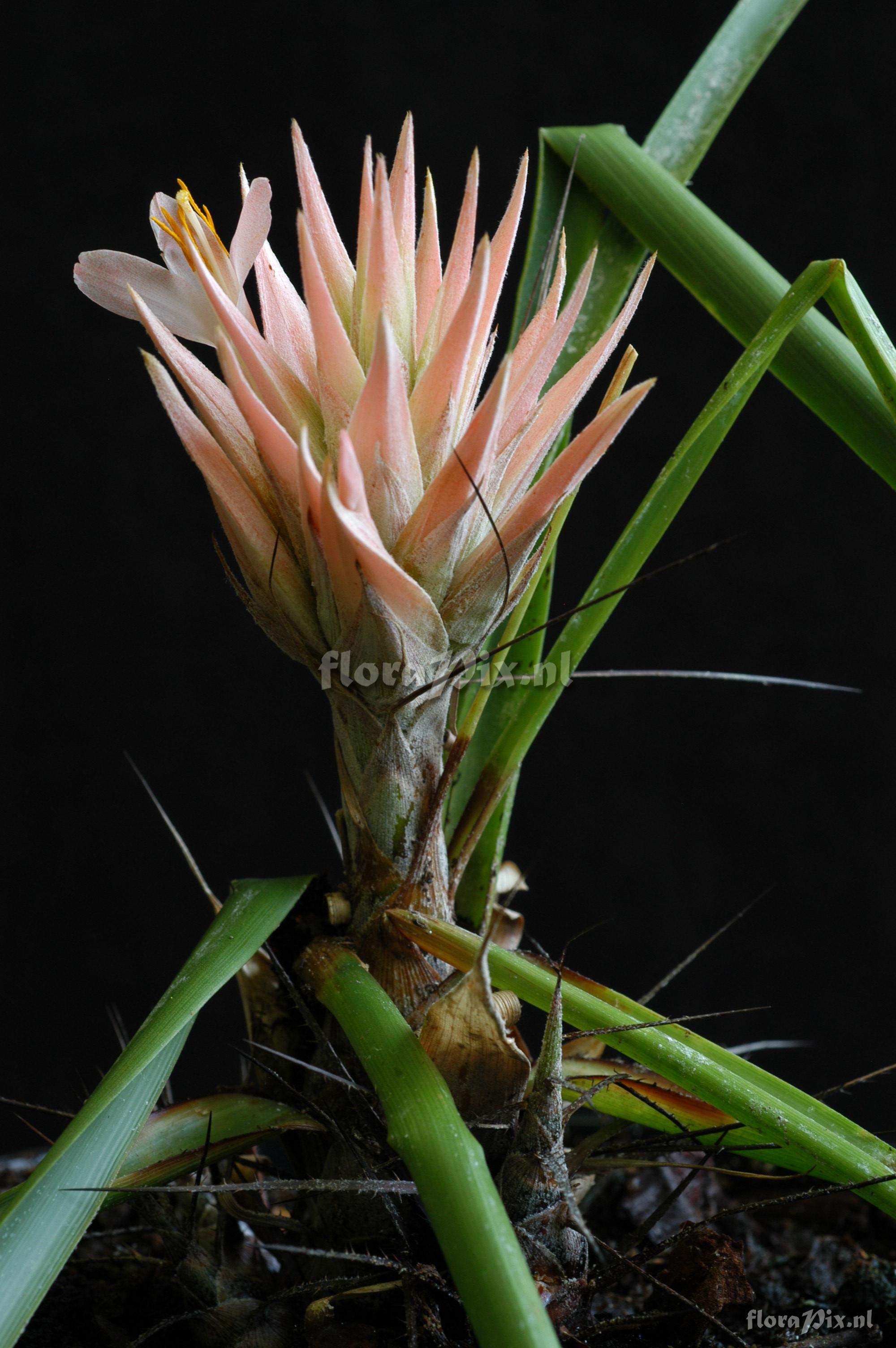 Pitcairnia heterophylla