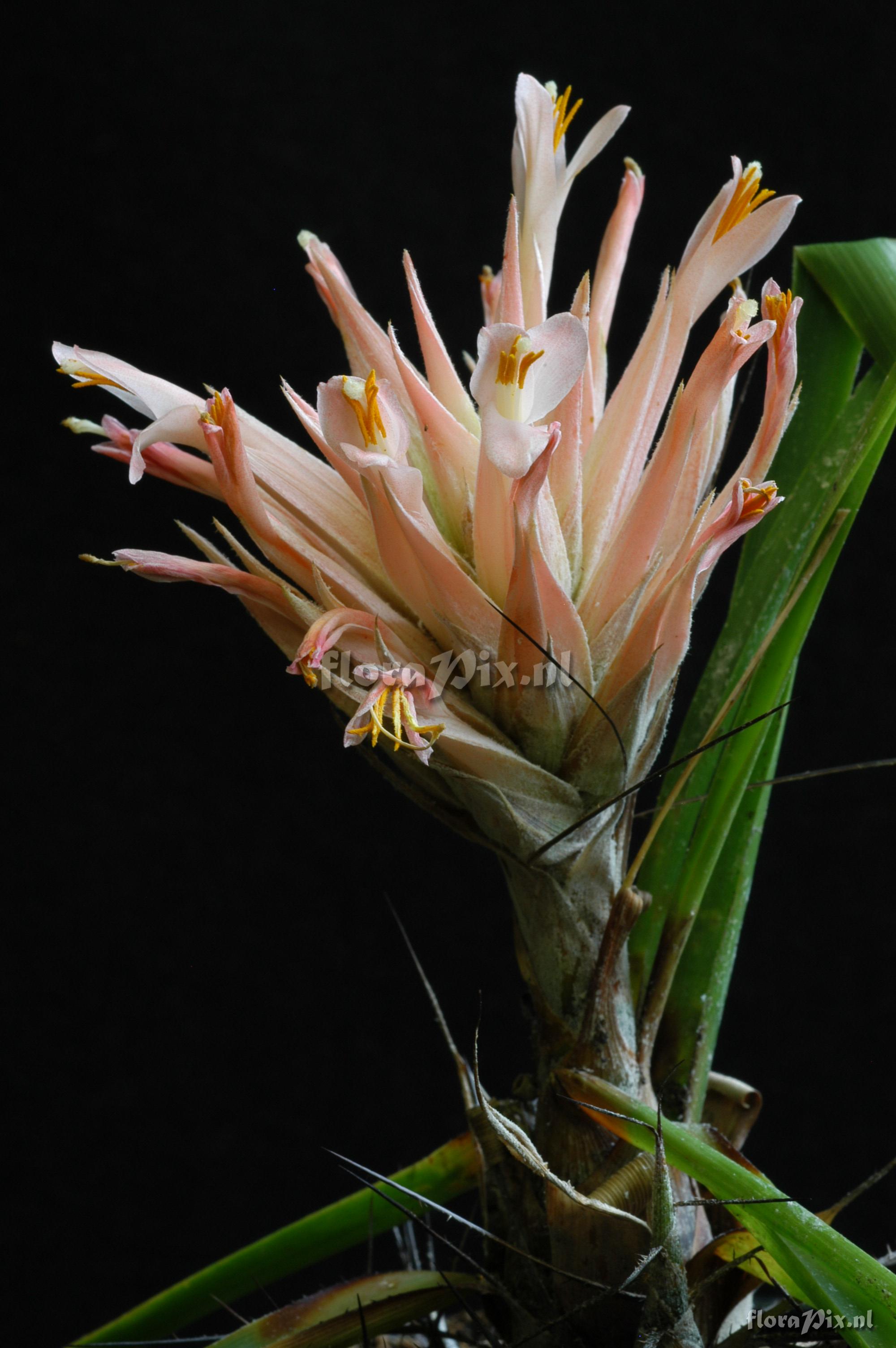 Pitcairnia heterophylla