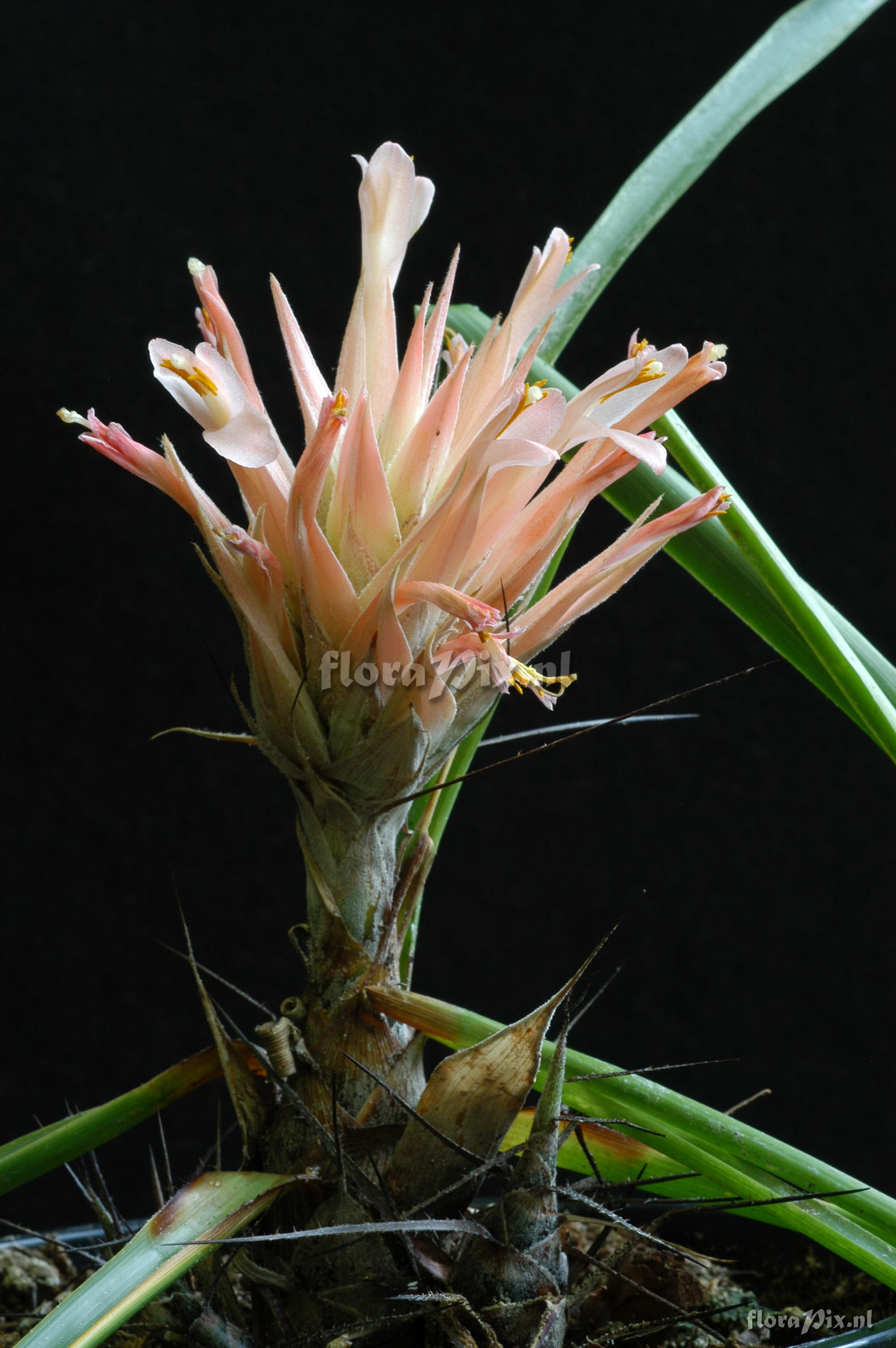 Pitcairnia heterophylla