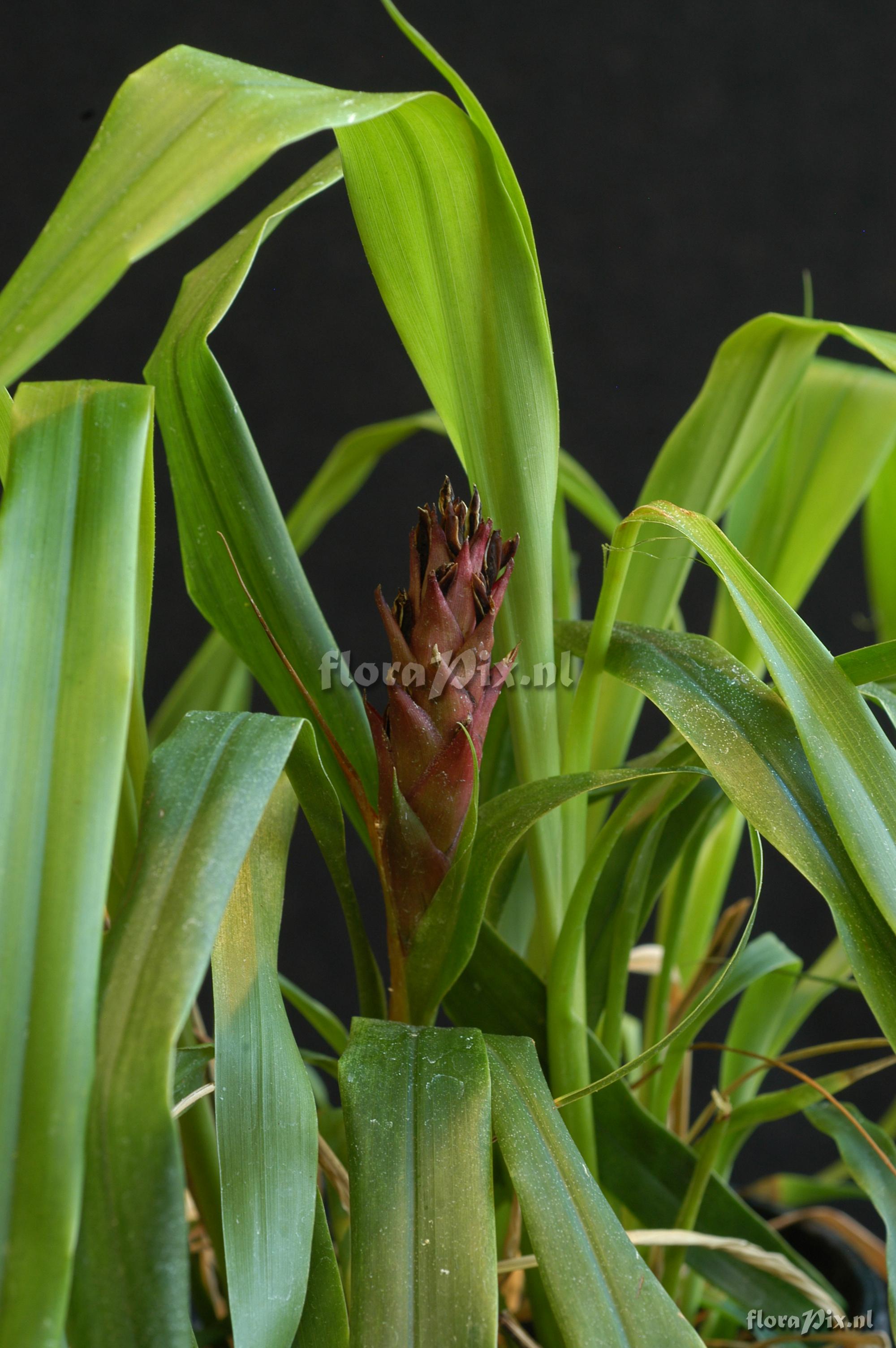 Pitcairnia hitchcockiana