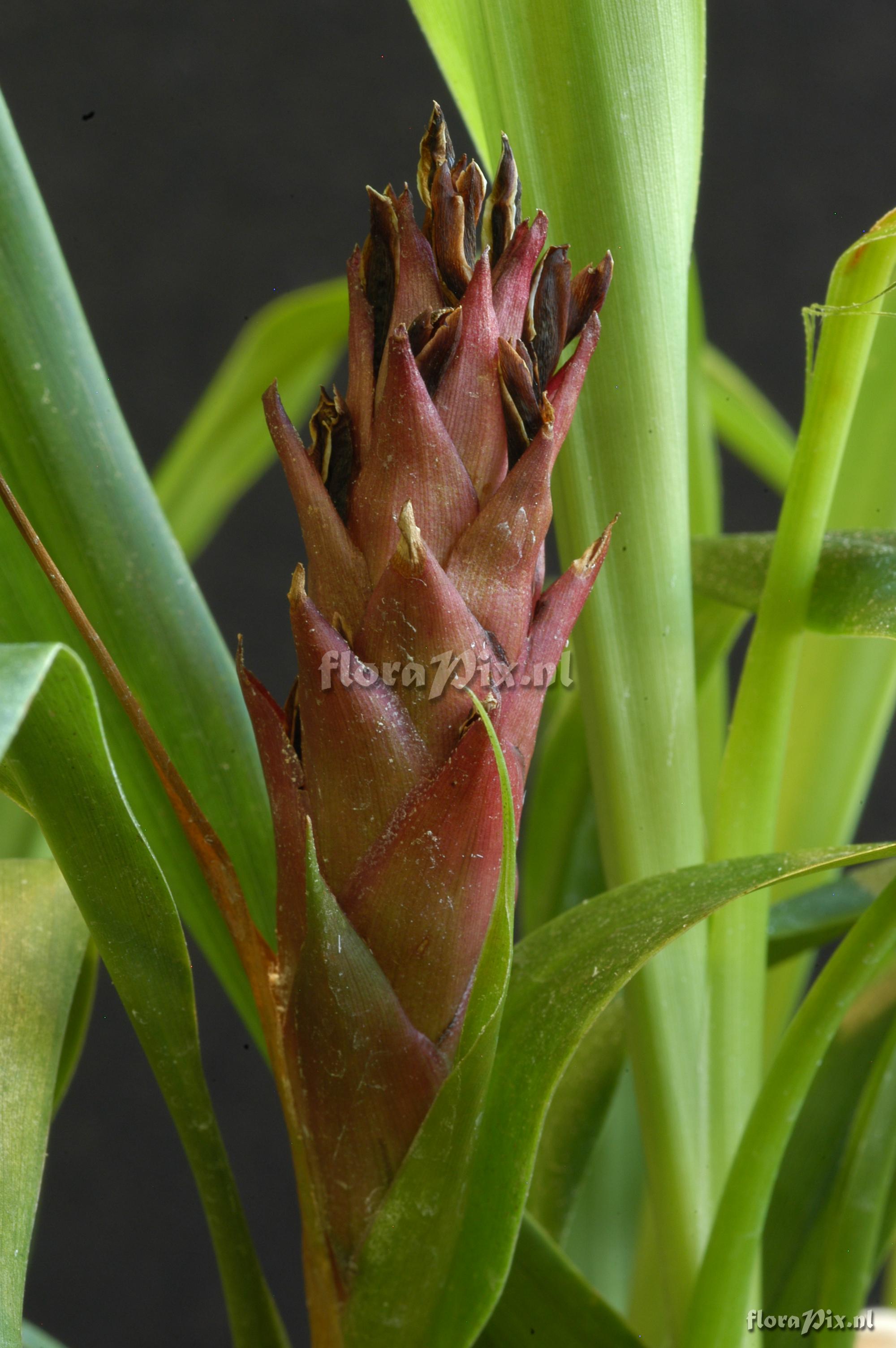 Pitcairnia hitchcockiana