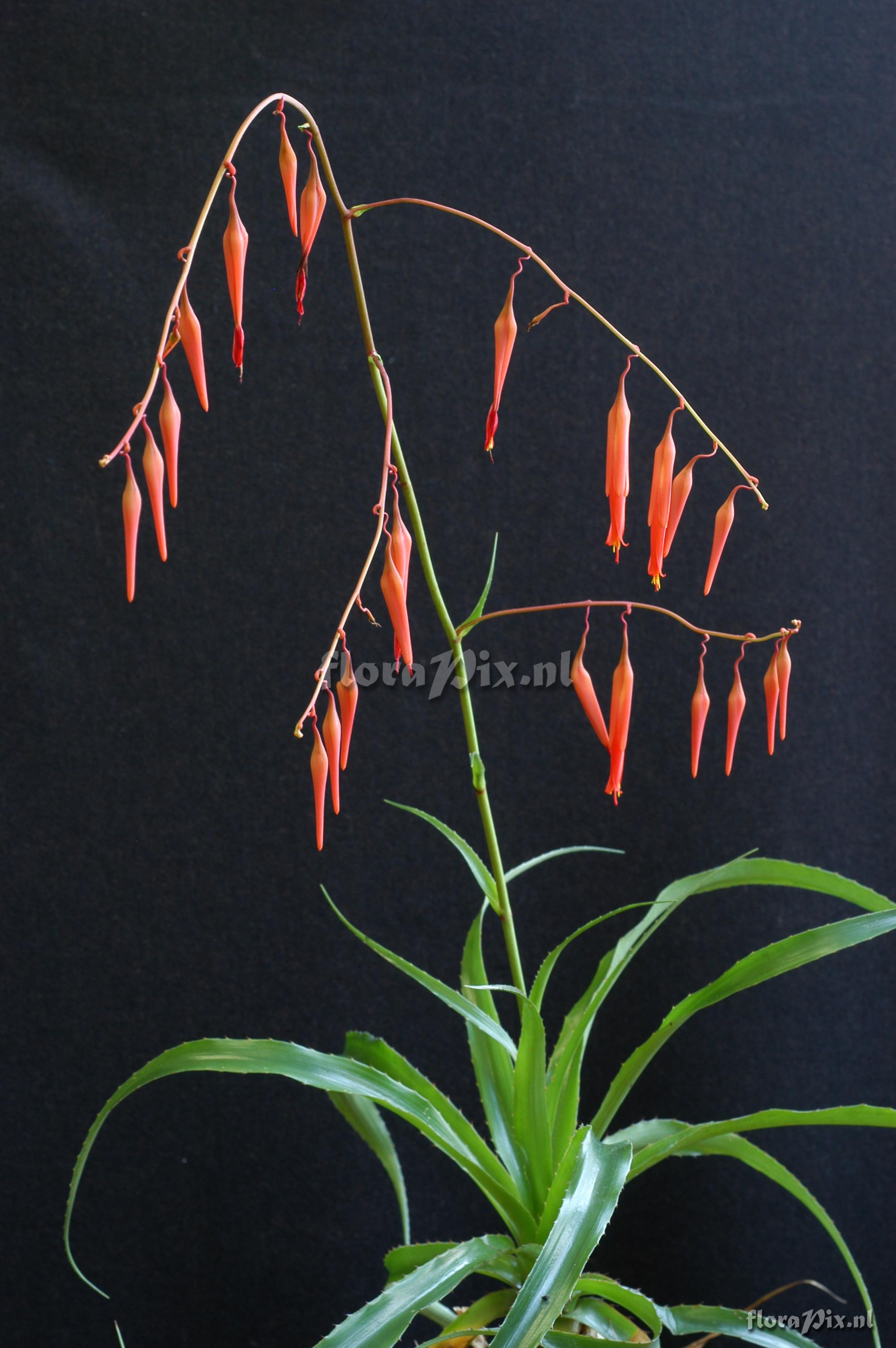 Pitcairnia nuda